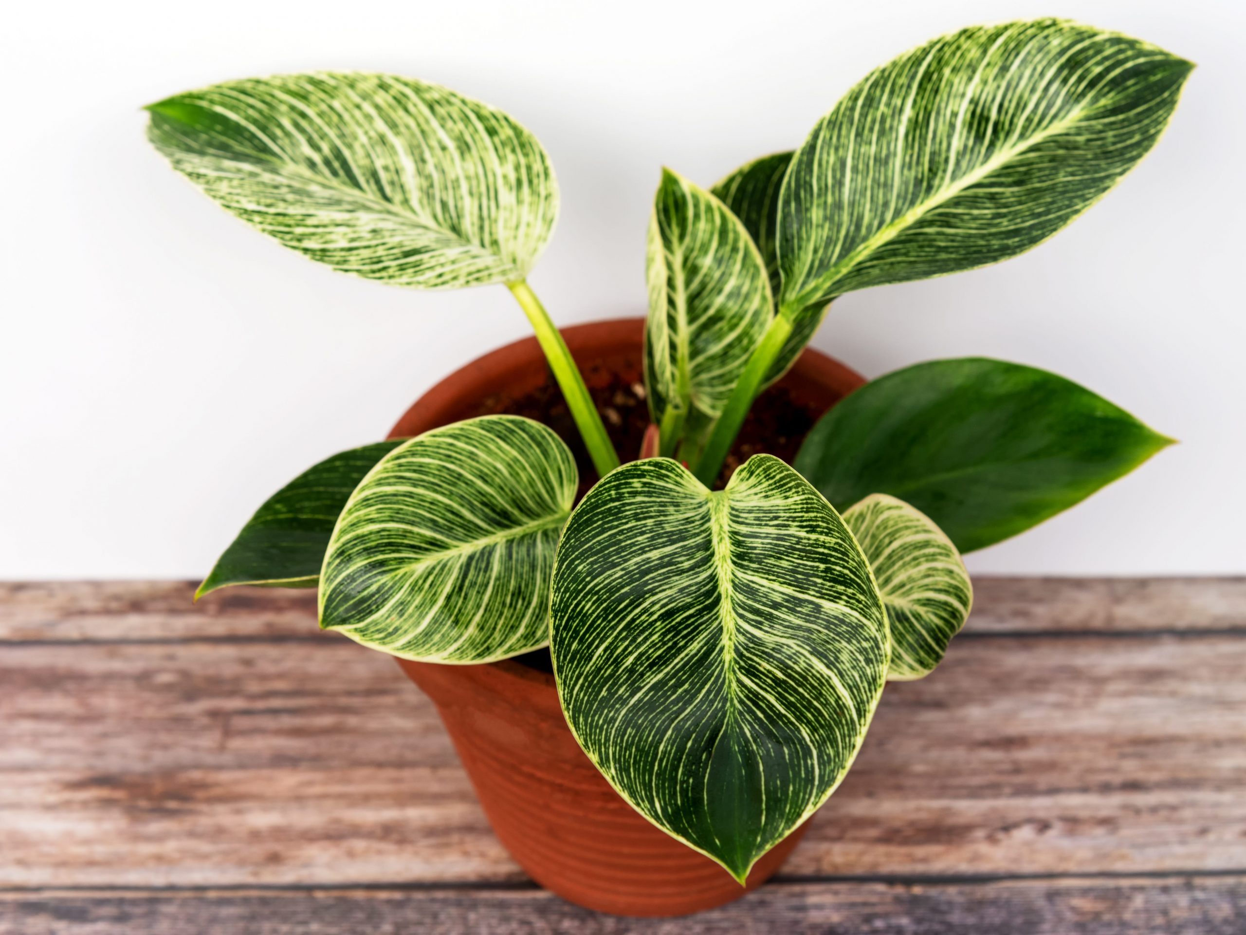 A white wave philodendron