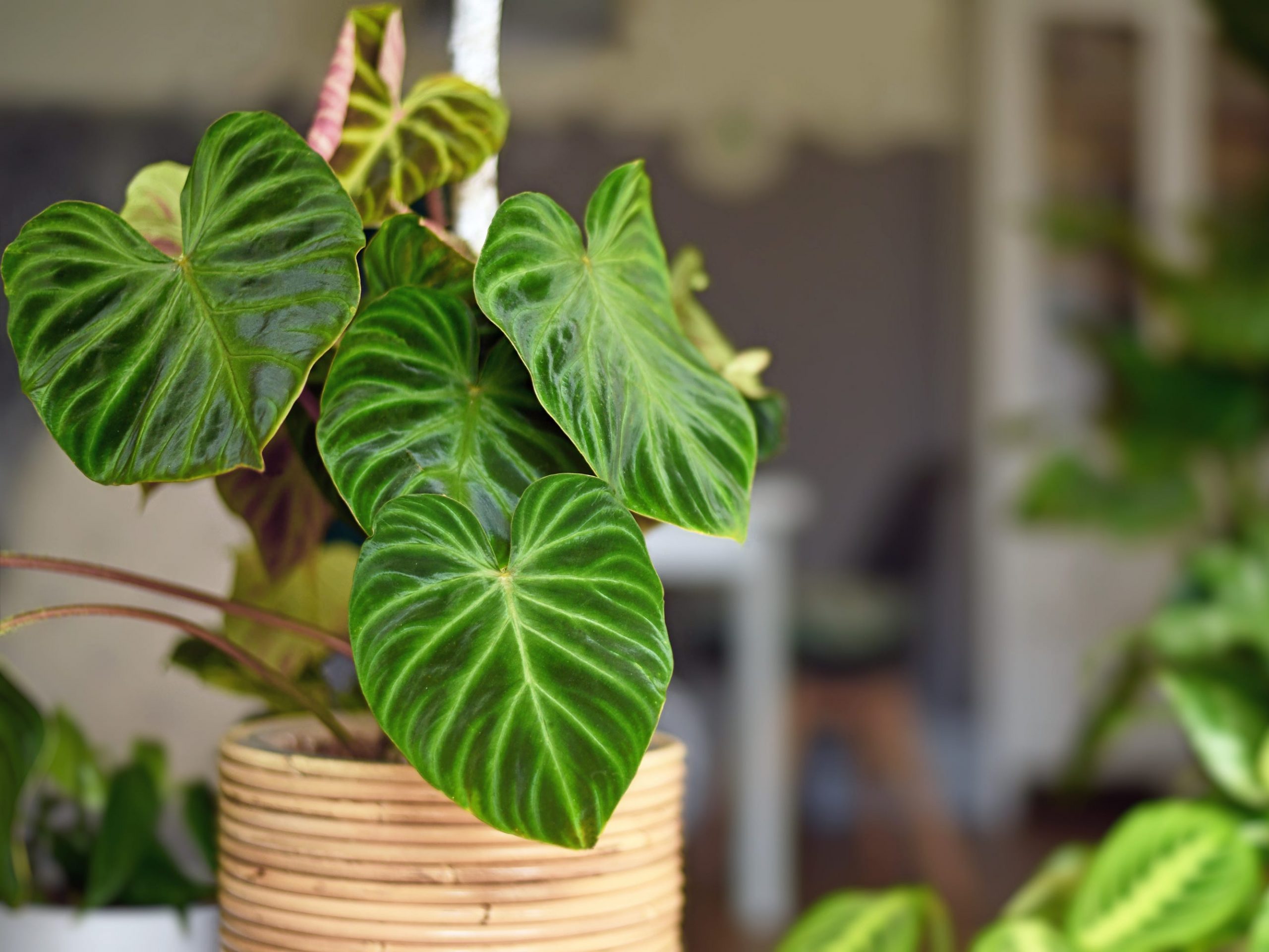 A philodendron plant in a pot