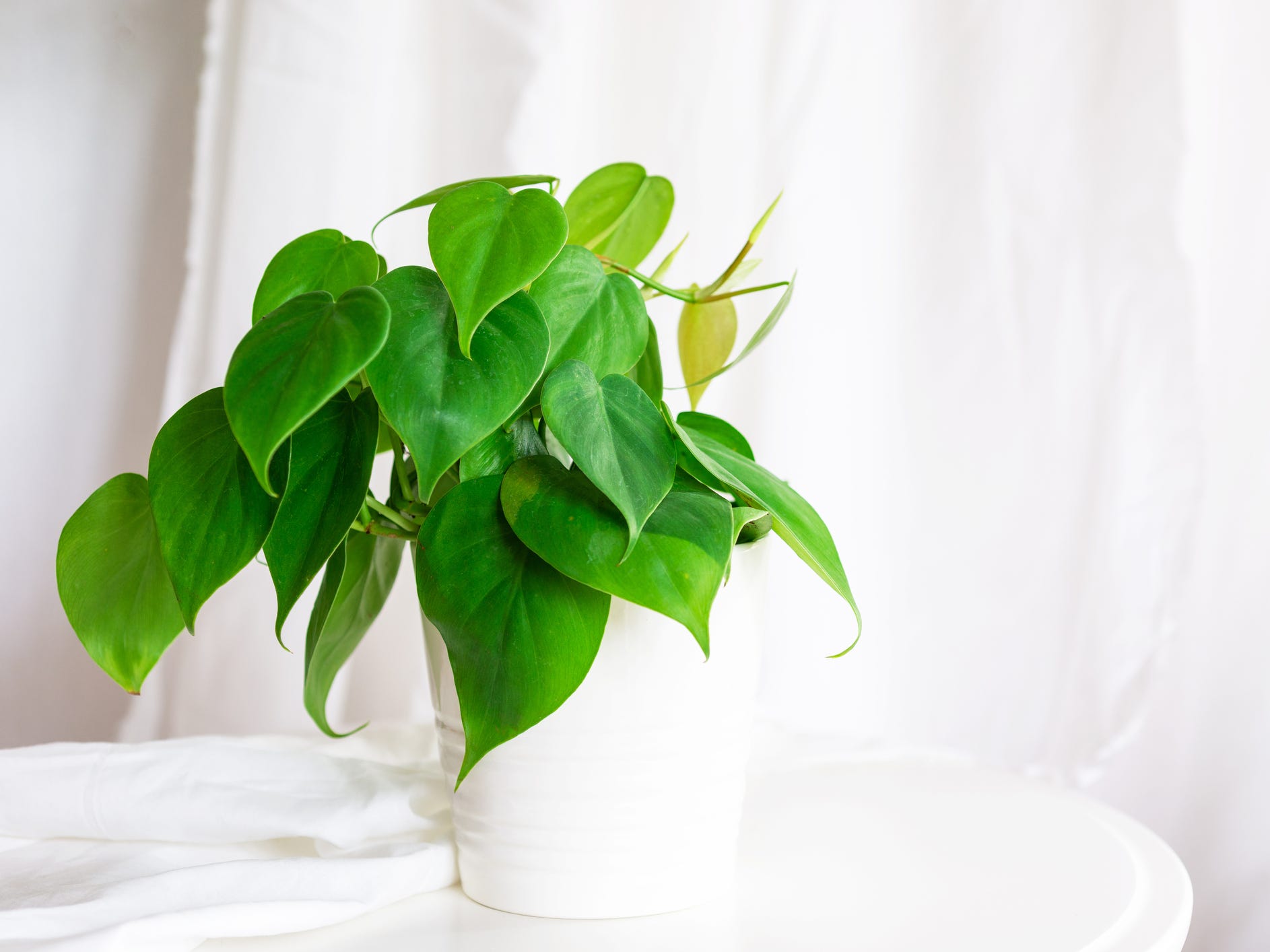 A heart-leaf philodendron in a white pot