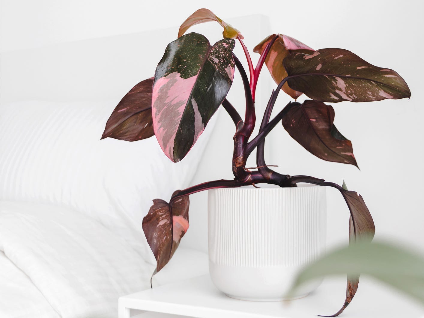 A pink princess philodendron in a white pot