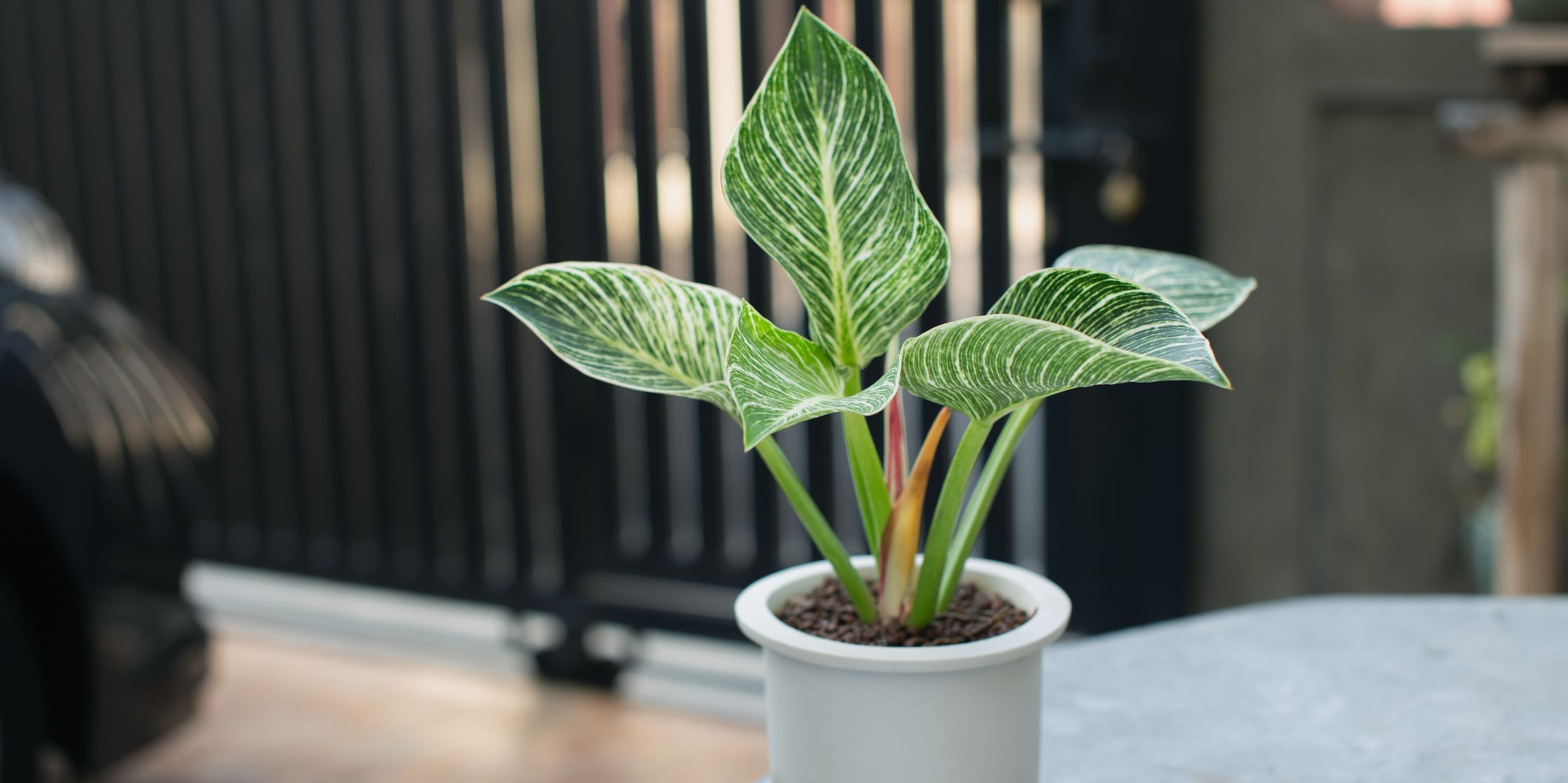 Philodendron birkin in a gray pot