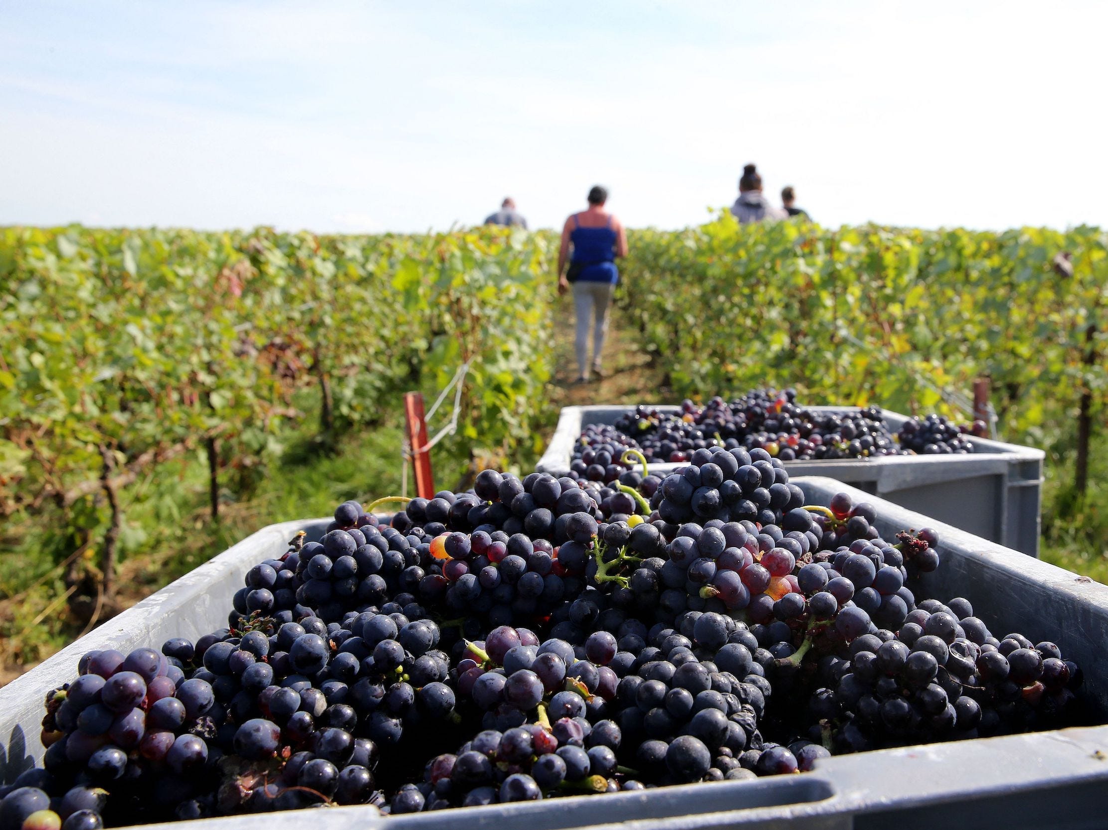 Grapes harvested for Champagne at a vineyard in northeastern France