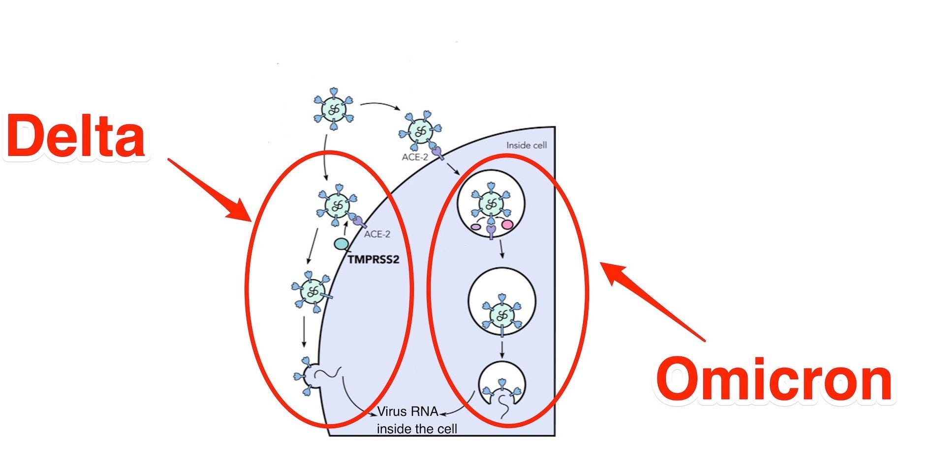 A schematic shows how Omicron and Delta use different routes to enter a cell