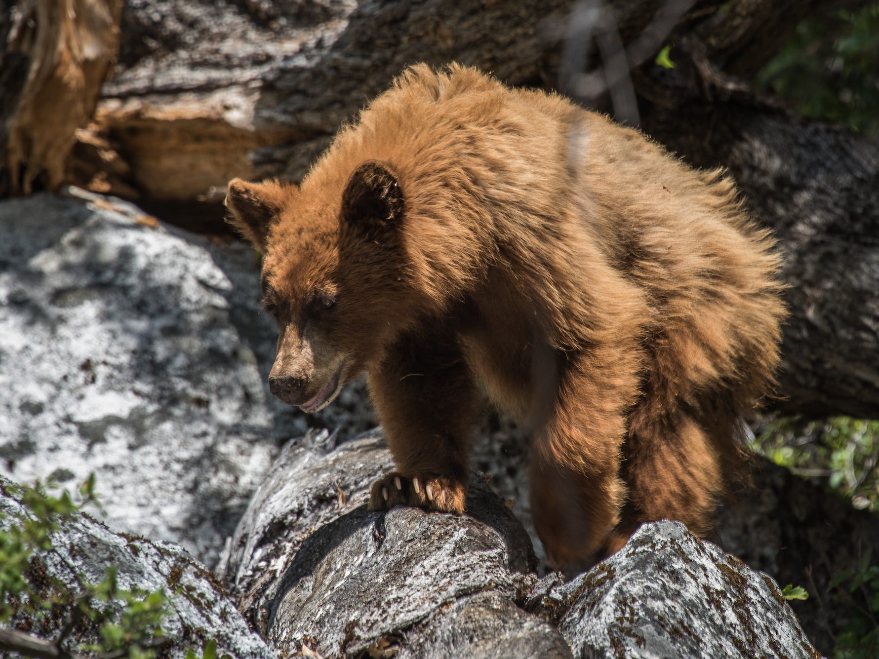 Grizzly Bear in Yosemite National Park, California, USA.