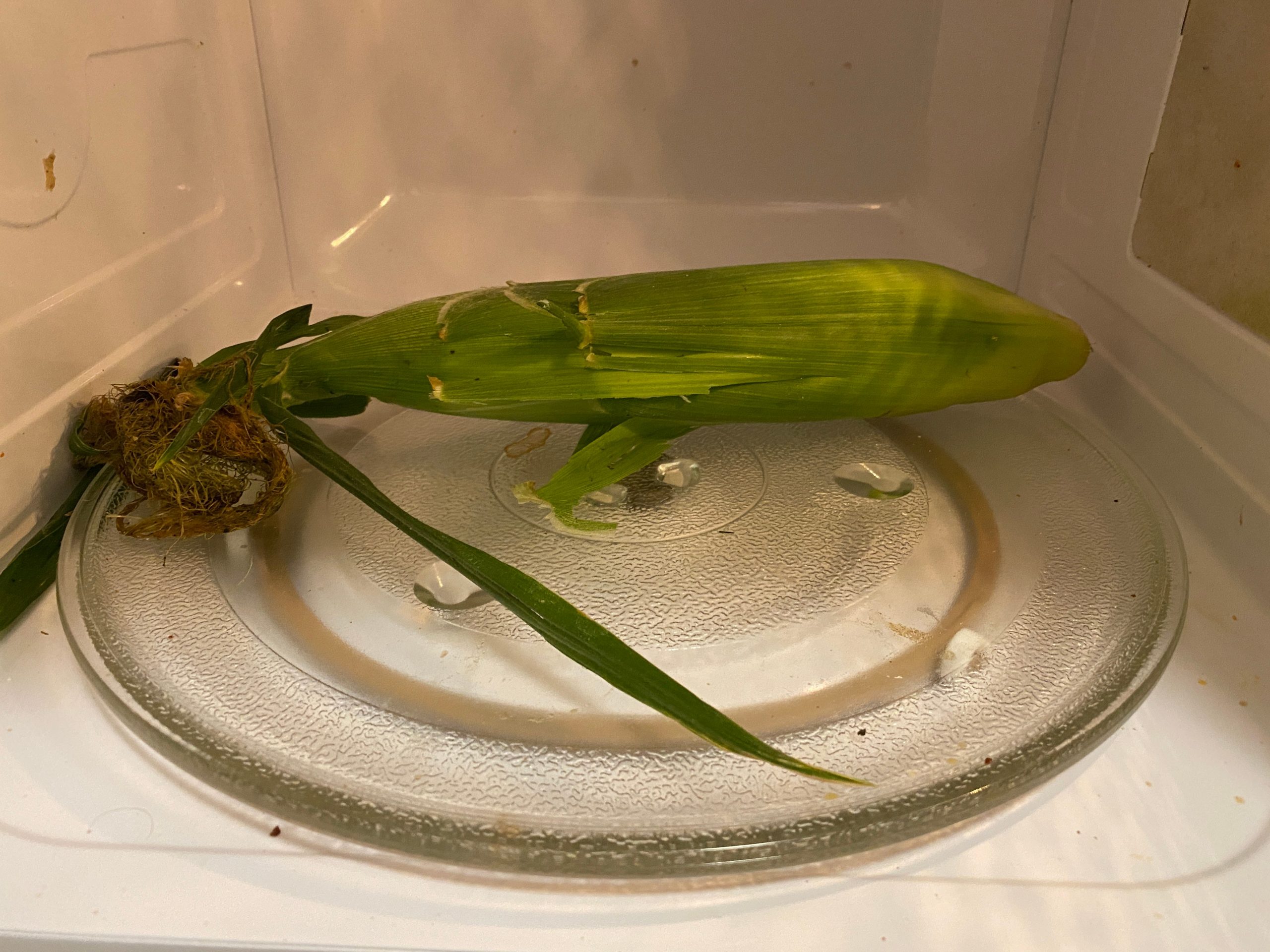A corn in its husk in the microwave.