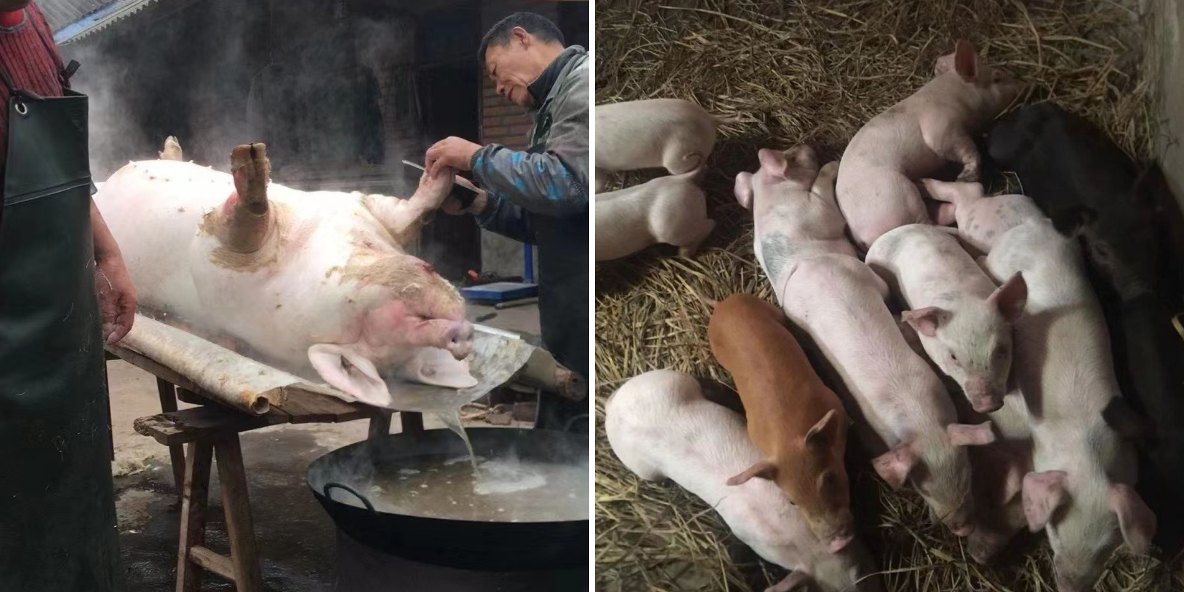 Left: A pig is slaughtered at the LeShan farm. Right: Pigs crowd the sty in the Leshan farm