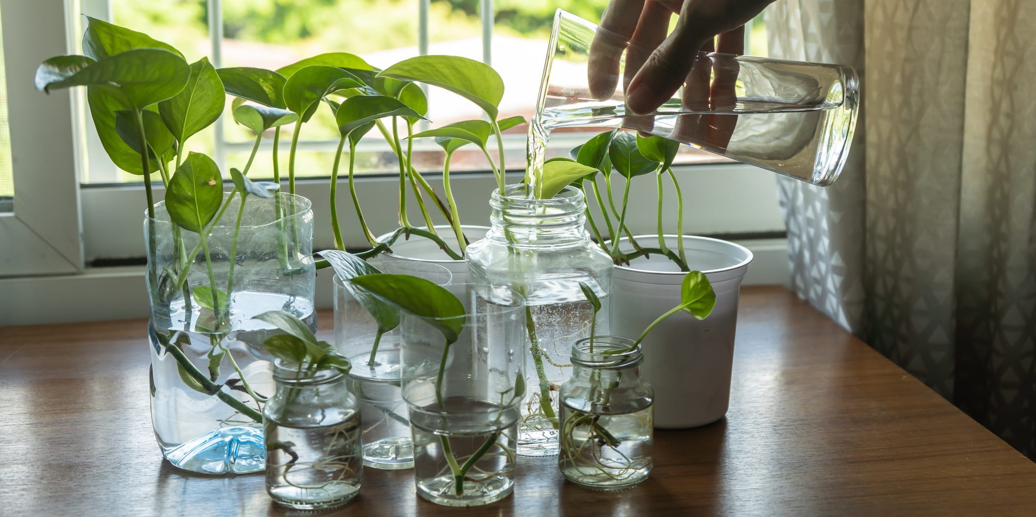 A person watering pothos cuttings in glass jars