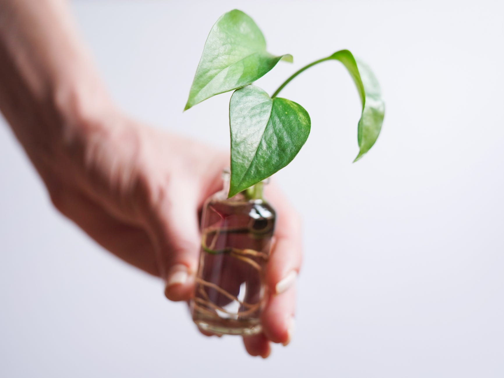 A hand holding a section of pothos plant with three leaves in a glass jar of water