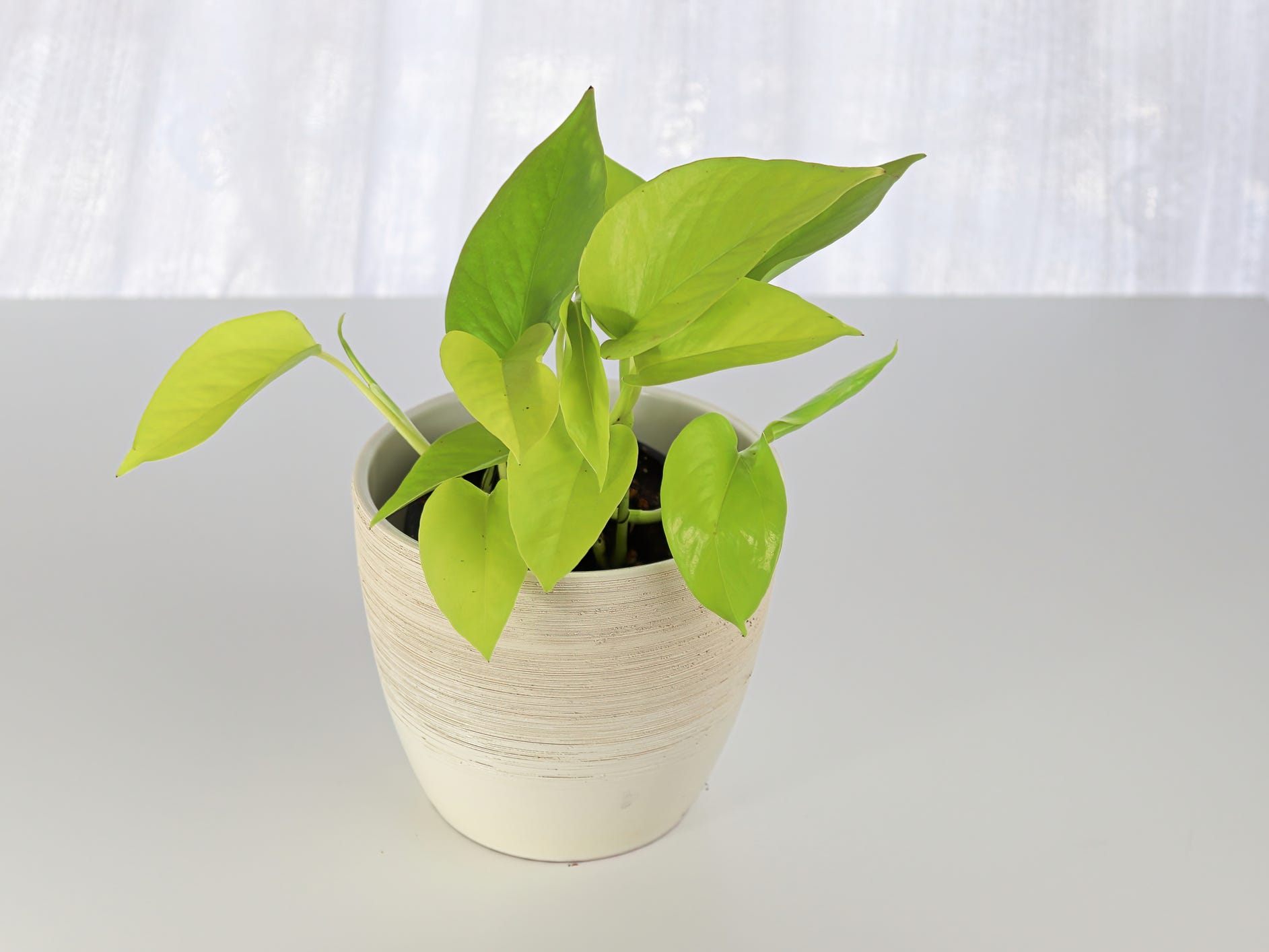 A young pothos plant in a white planter