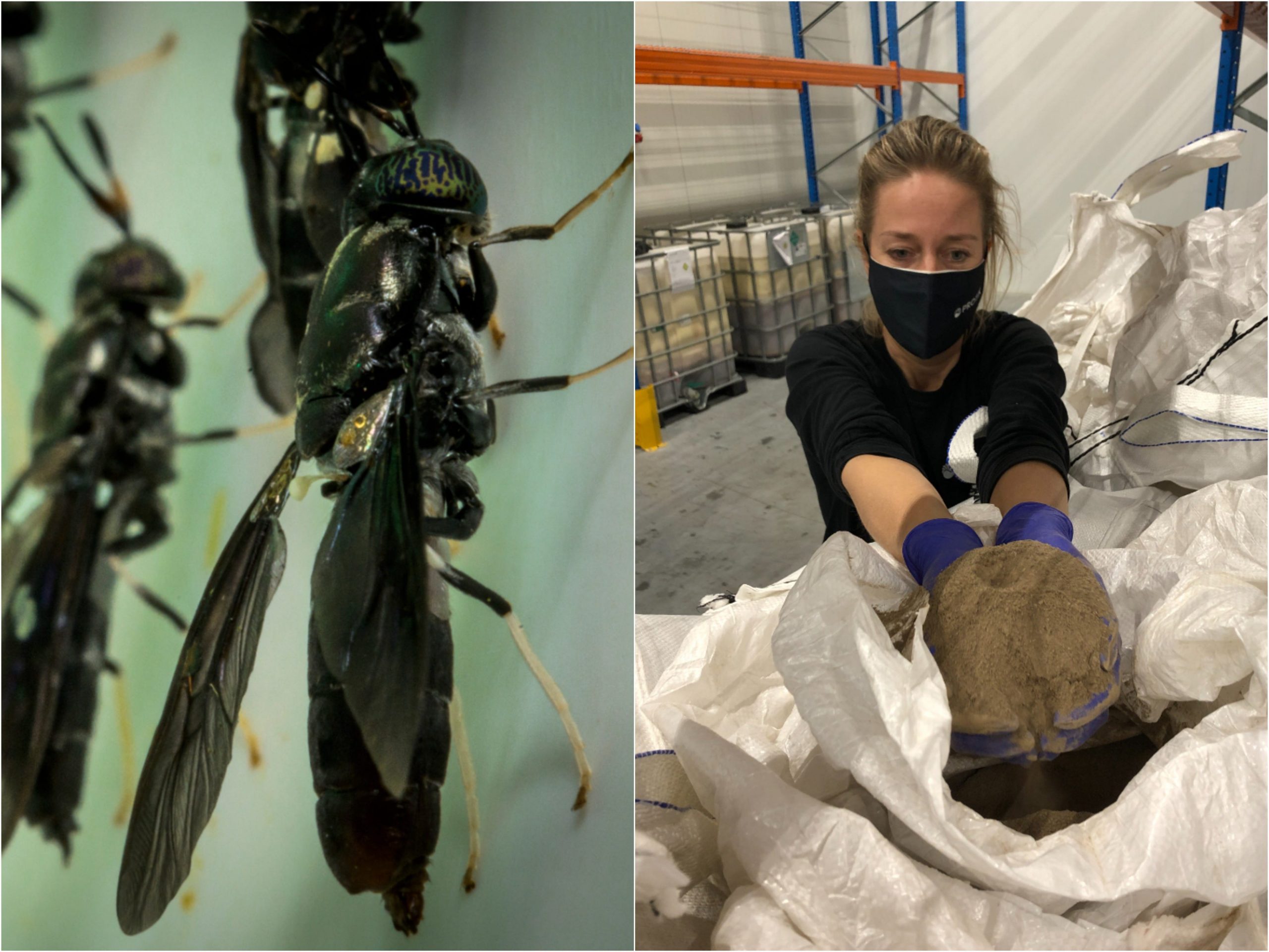 Split image of flies on the left and a woman on the right holding the protein meal