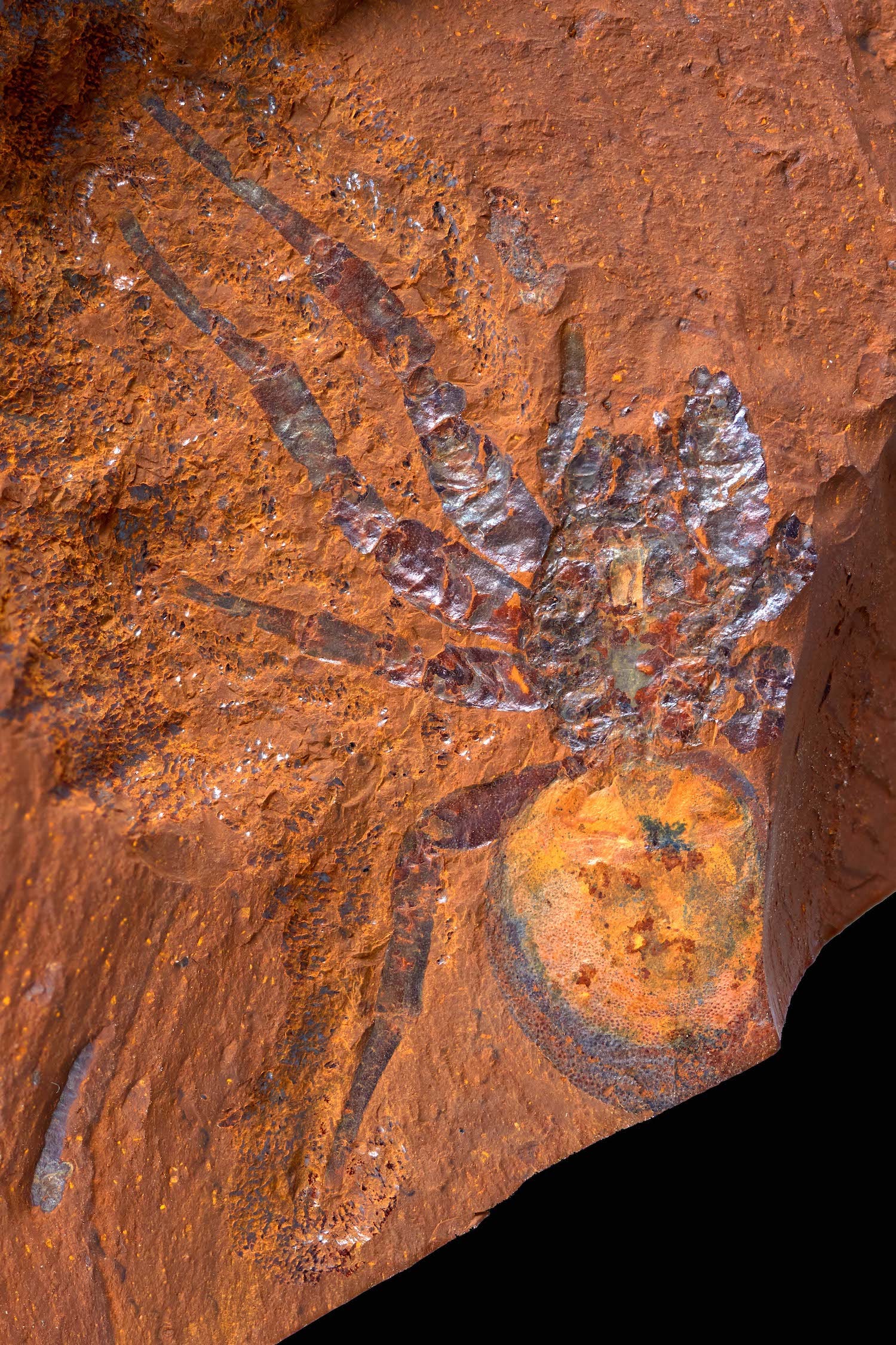 spider fossil imprint on orange red rock