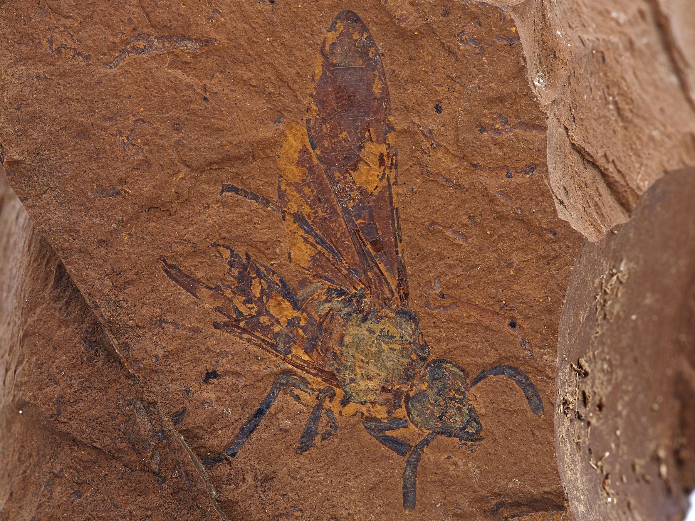 fossil flying insect with wings antennae colorful imprint on orange red rock