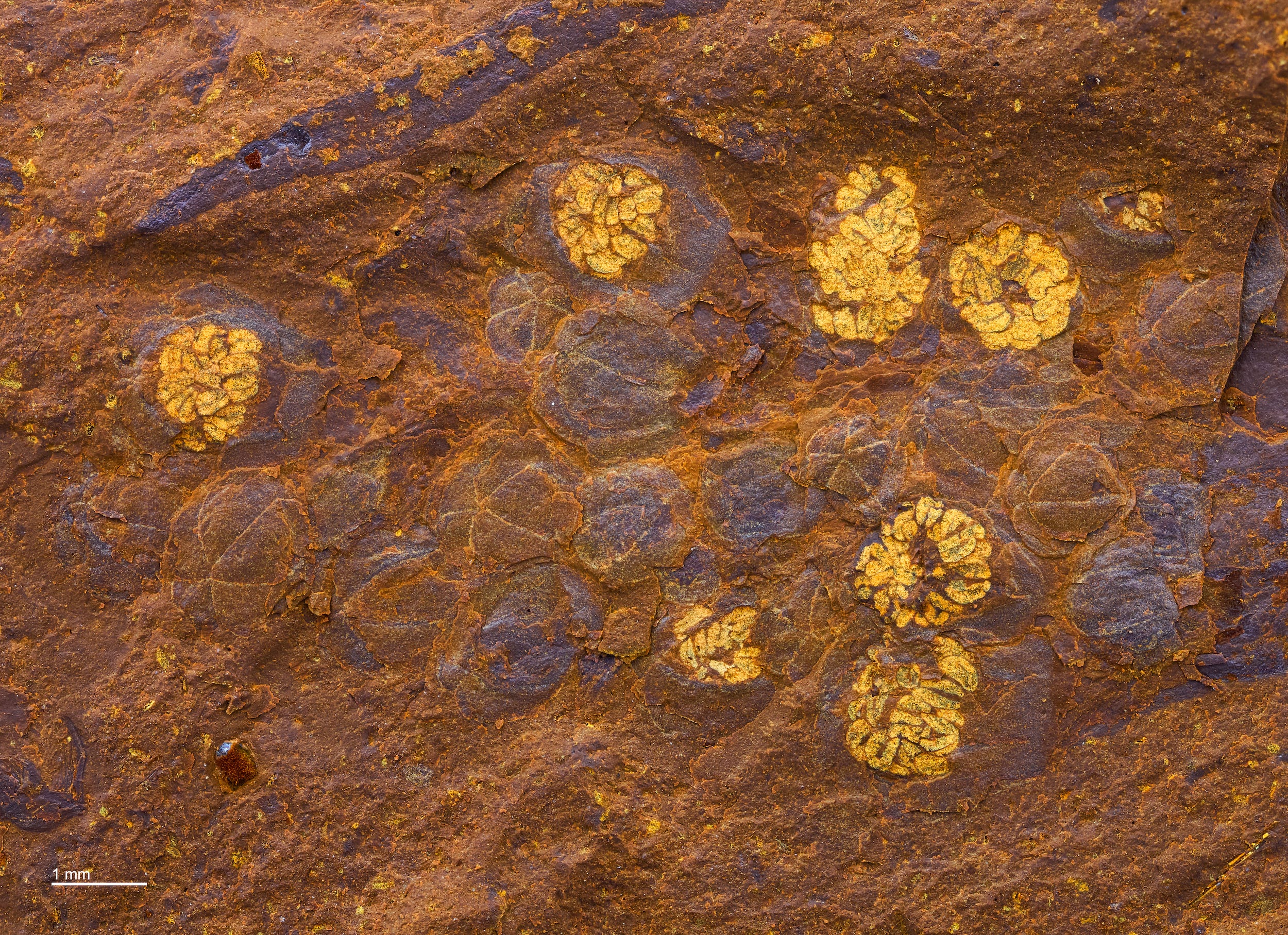 yellow purple flower fossils imprint on red brown rock