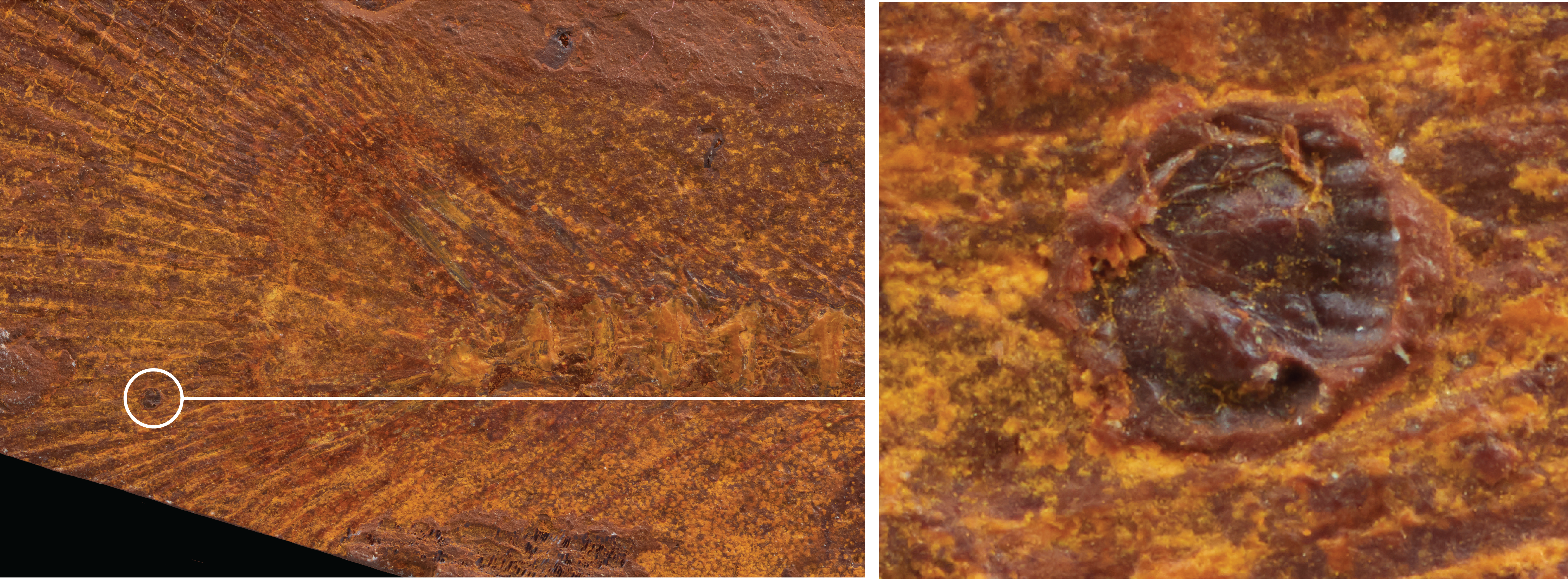 split image left fish fin fossil right circular red parasite