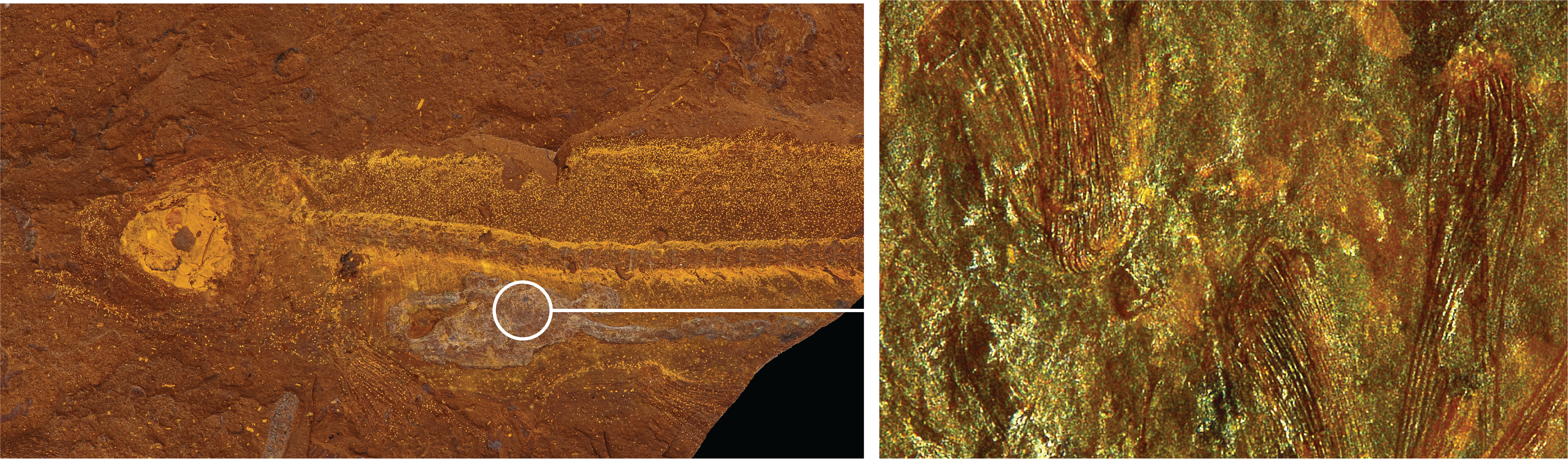 split image left long thin fish fossil right zoomed in bugs inside fish stomach