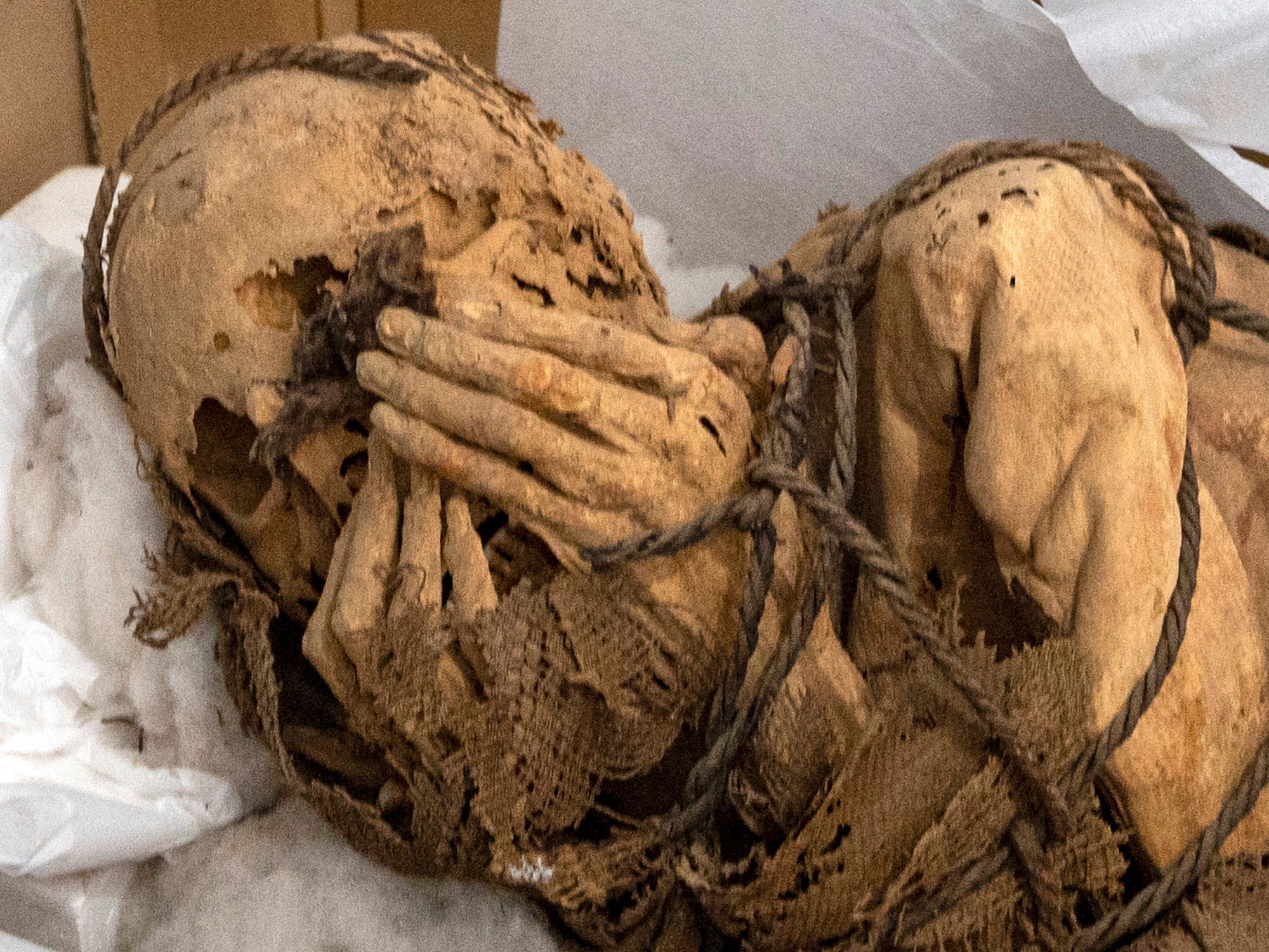 The peruvian mummy of Cajamarquilla is seen from the front coming out of a box where the remains had been packed for transport.