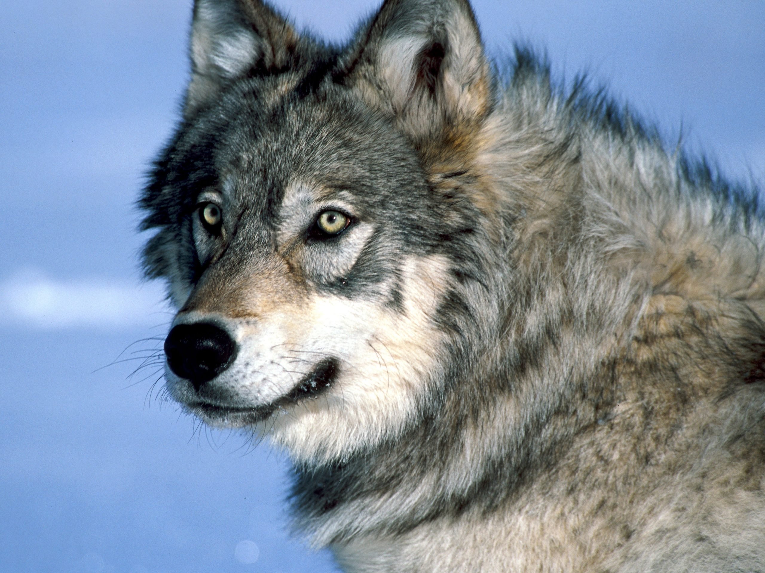 A Yellowstone wolf watches biologists after being tranquilized and fitted with a radio collar during wolf collaring operations in Yellowstone National Park.