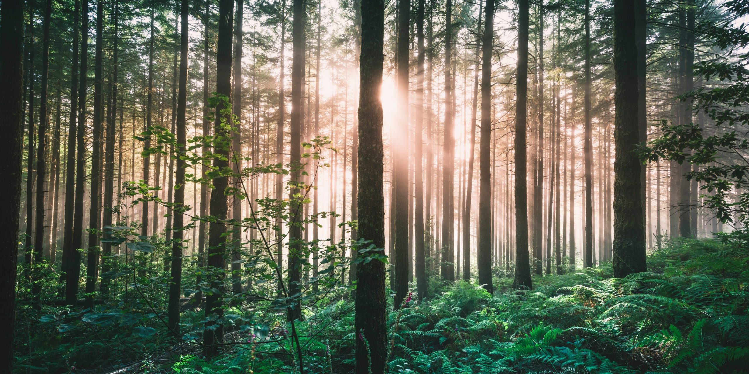 Mid-day light streams through a forest of tall trees.