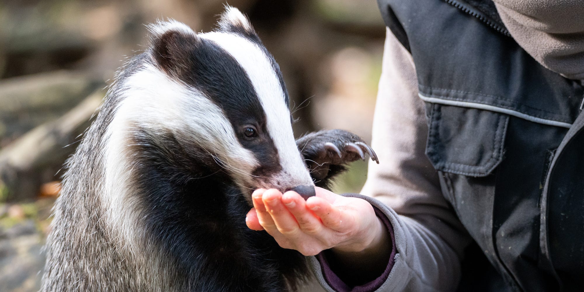 A badger fawn (Meles meles) is hand-fed by a keeper.