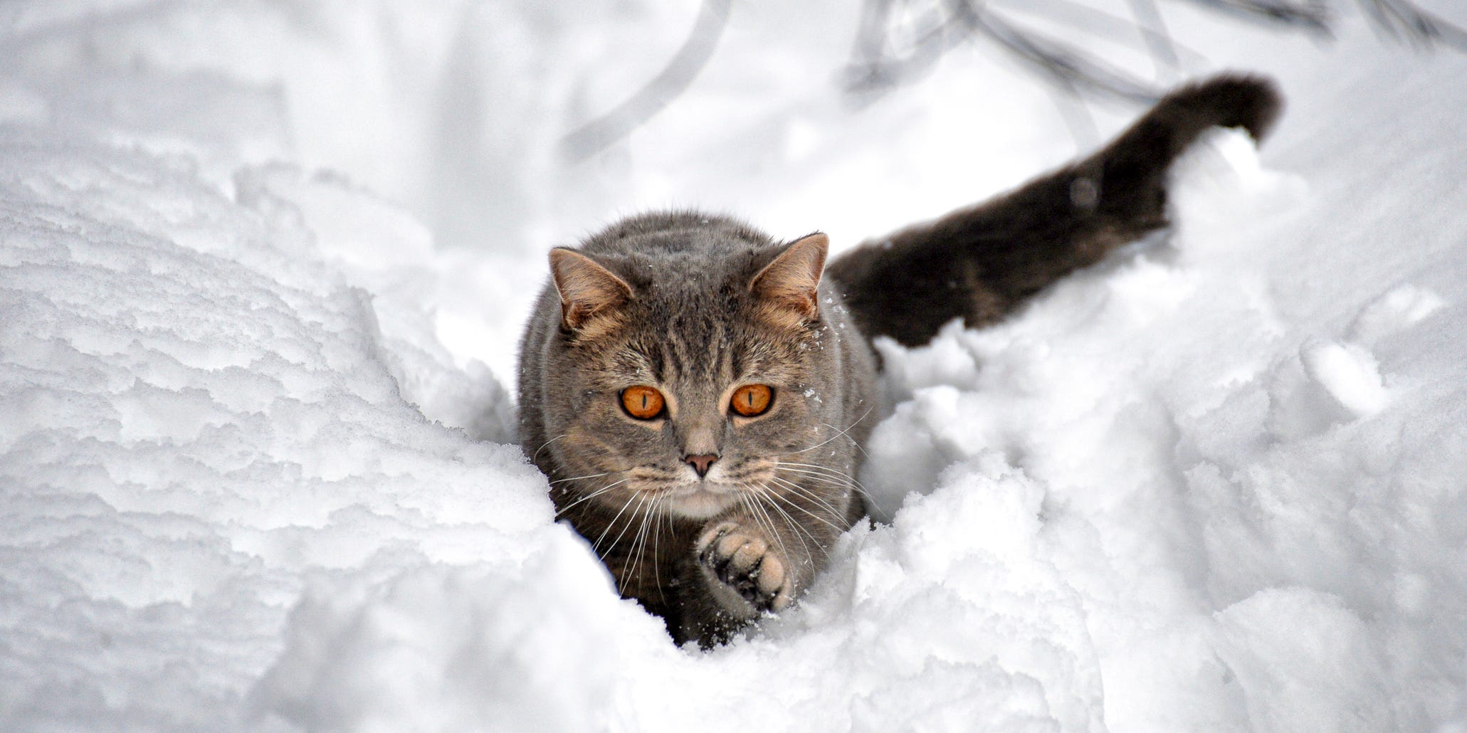 cat in snow