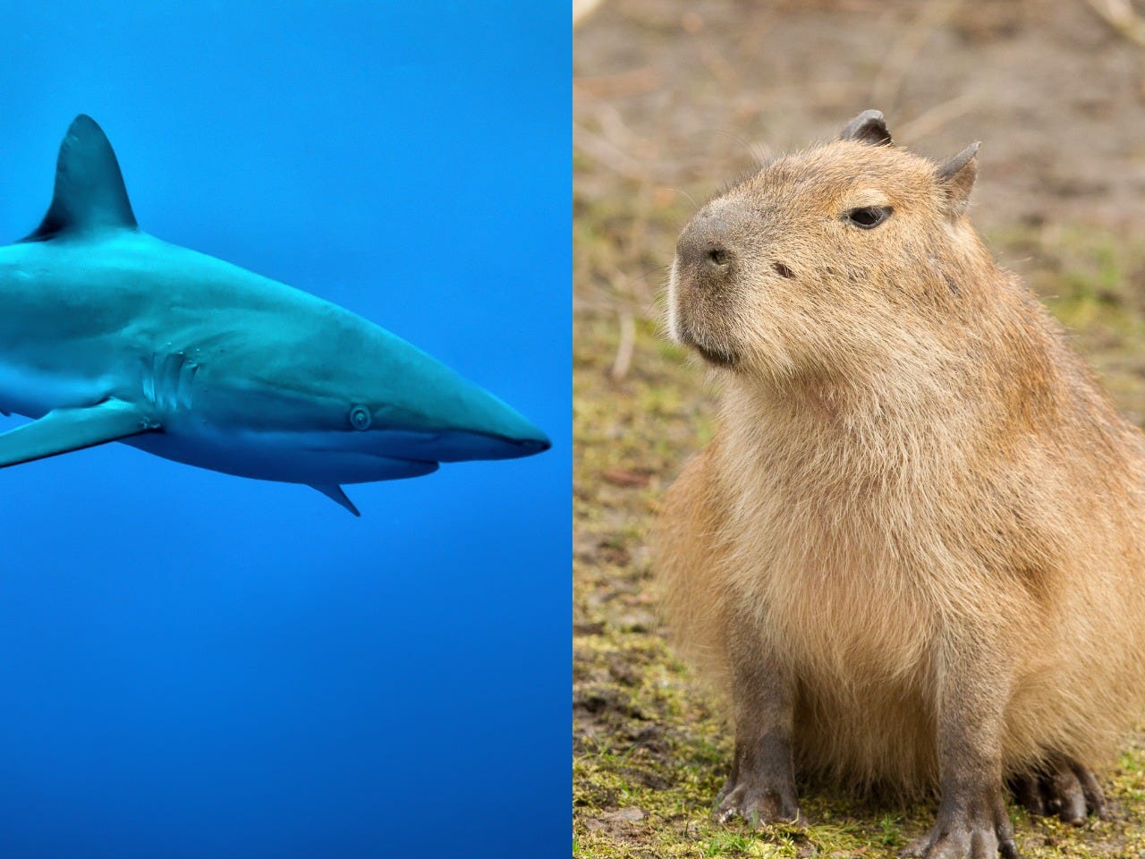 Shark and Capybara.