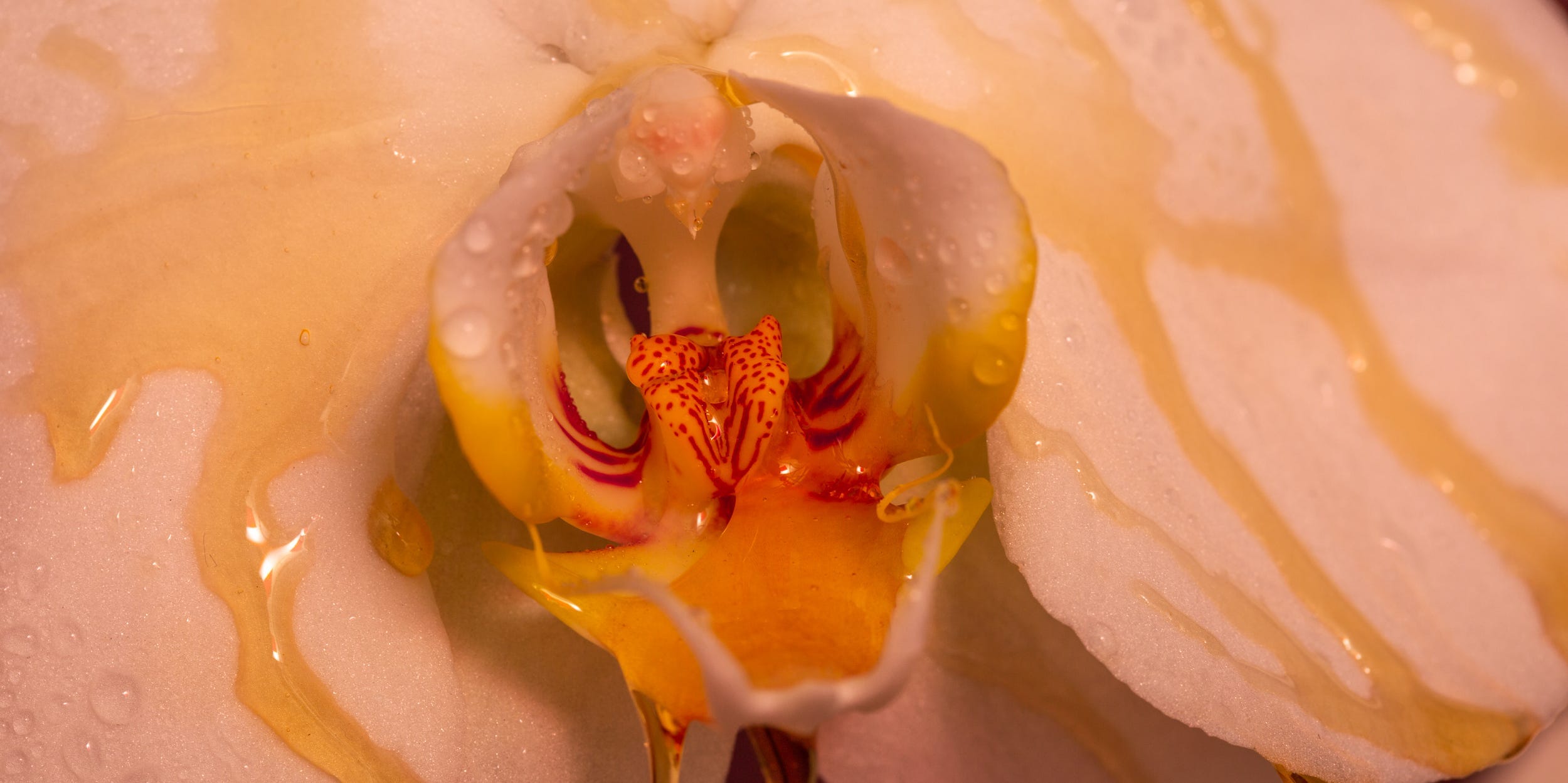 sex health sexual genitals female male anatomy orchid flower crotch anus anal orgasm pleasure reproduction period underwear