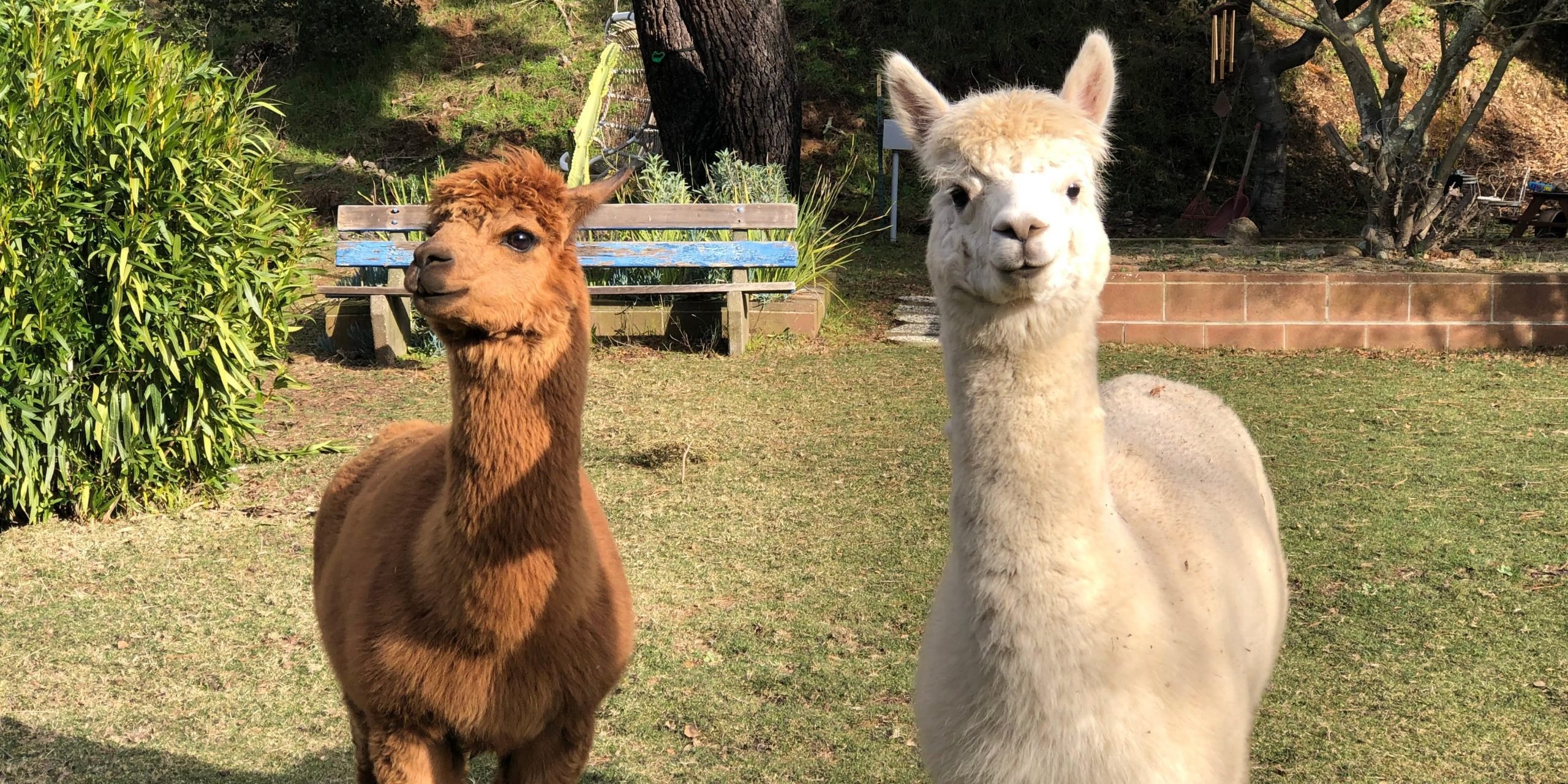 Rescue alpacas Boogie and Woogie