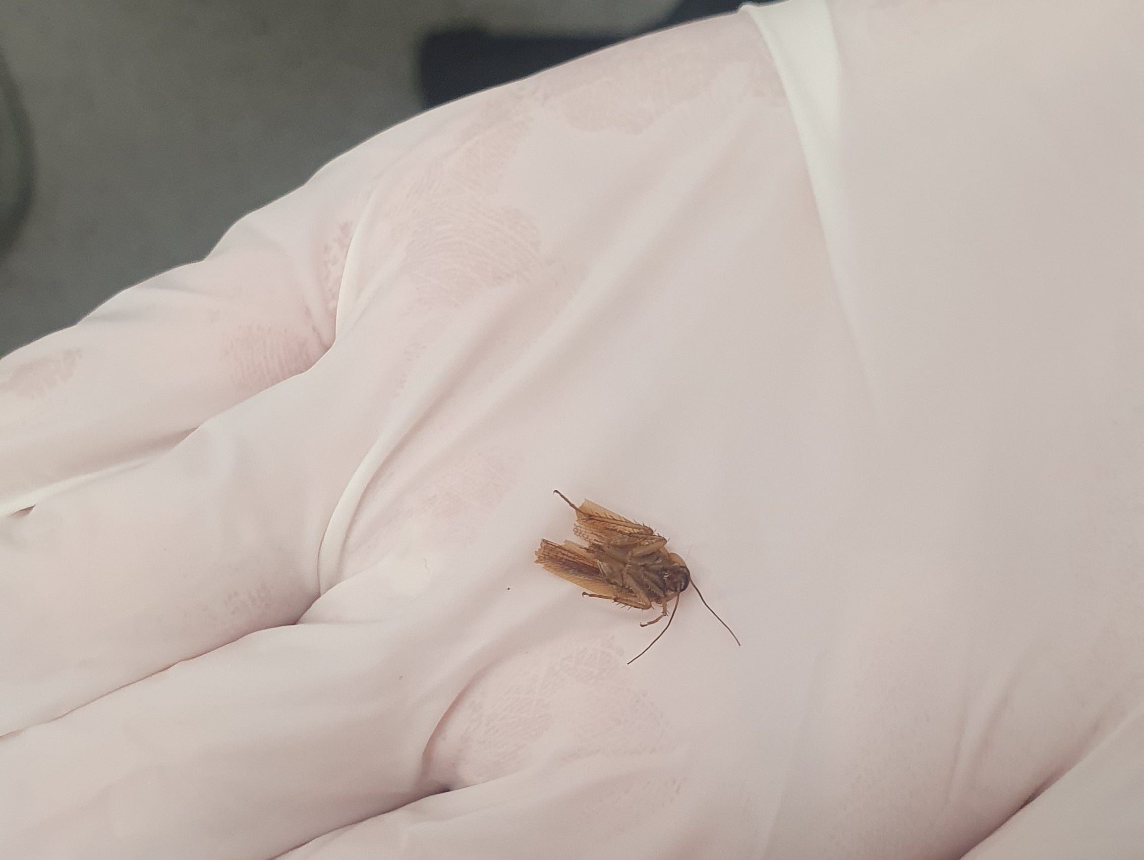 The remains of a cockroach rest on a doctor's gloved hand.