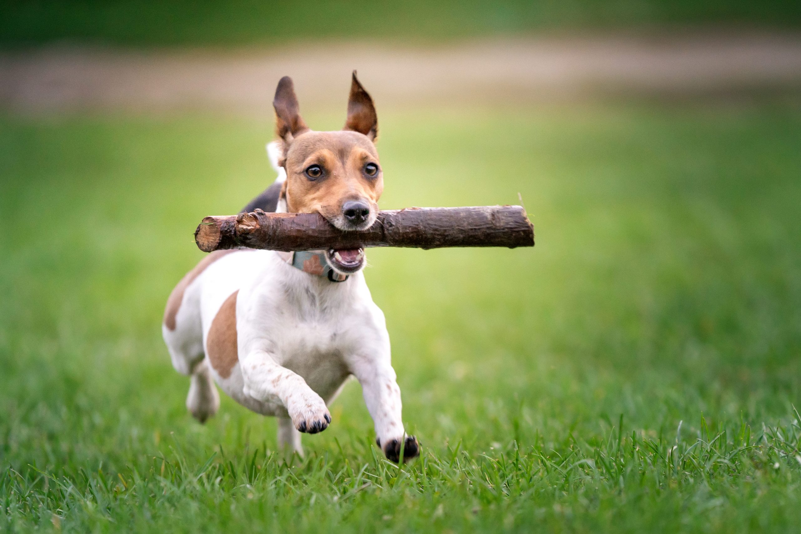 A jack russell terrier dog retrieves a stick. The doggy is running on the green grass.