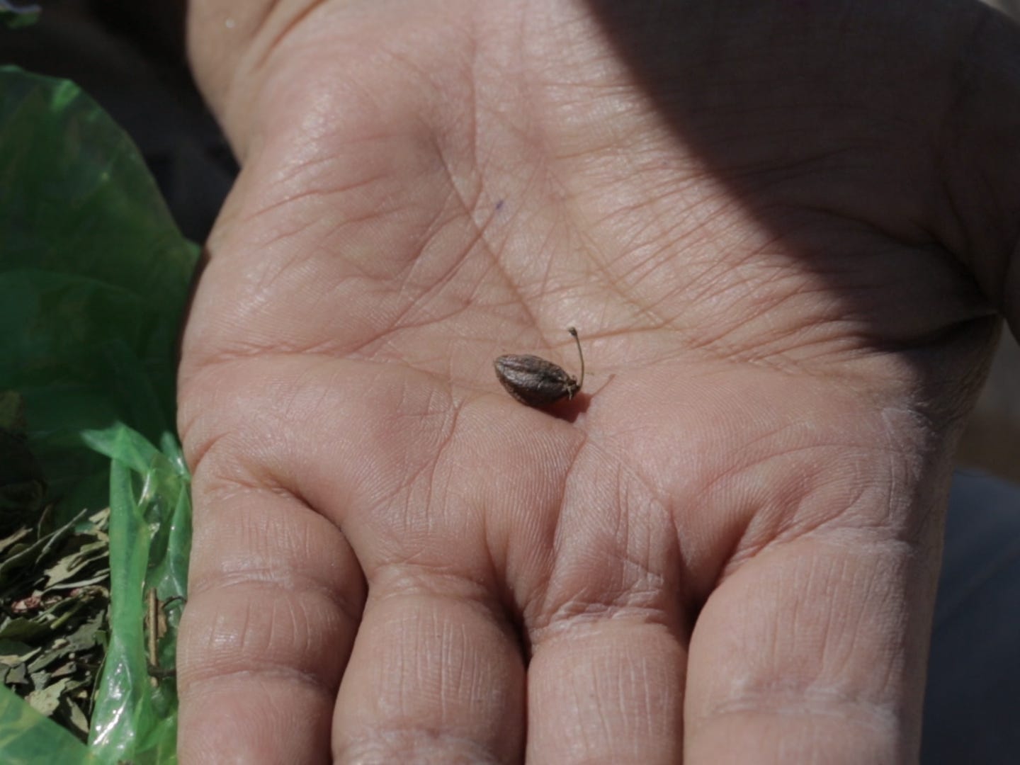 A vilca seed discovered at the Quilcapampa site in Peru.