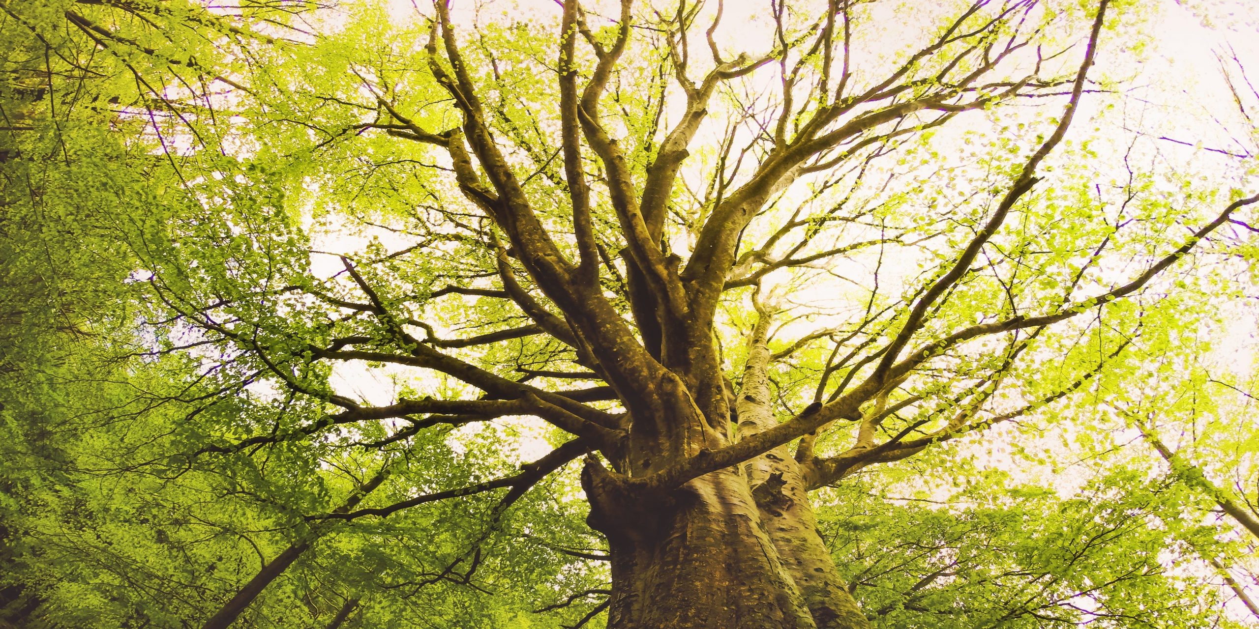 Old beech tree in the Montseny nature reserve.