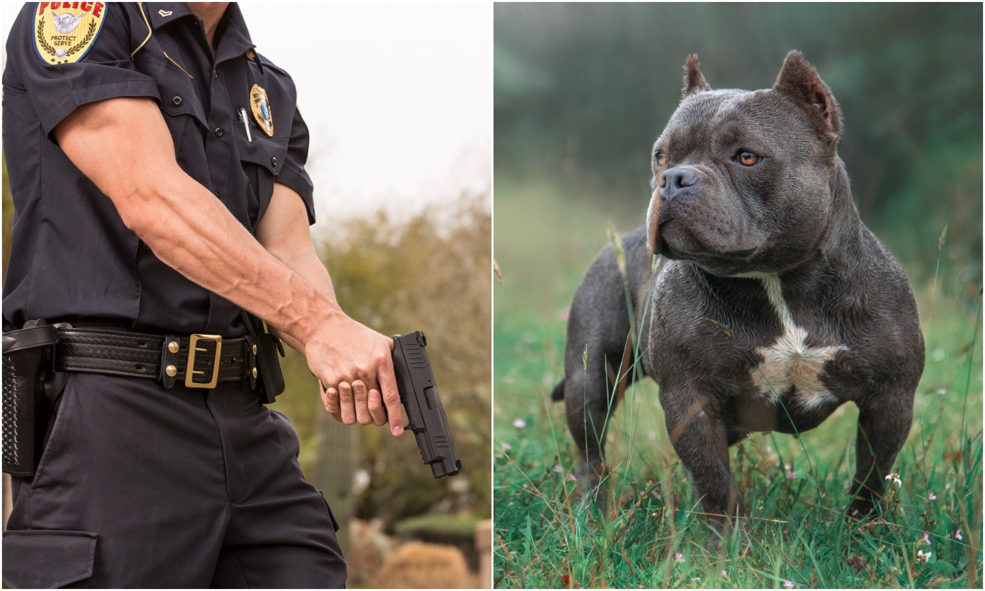 police officer, American Bully dog.