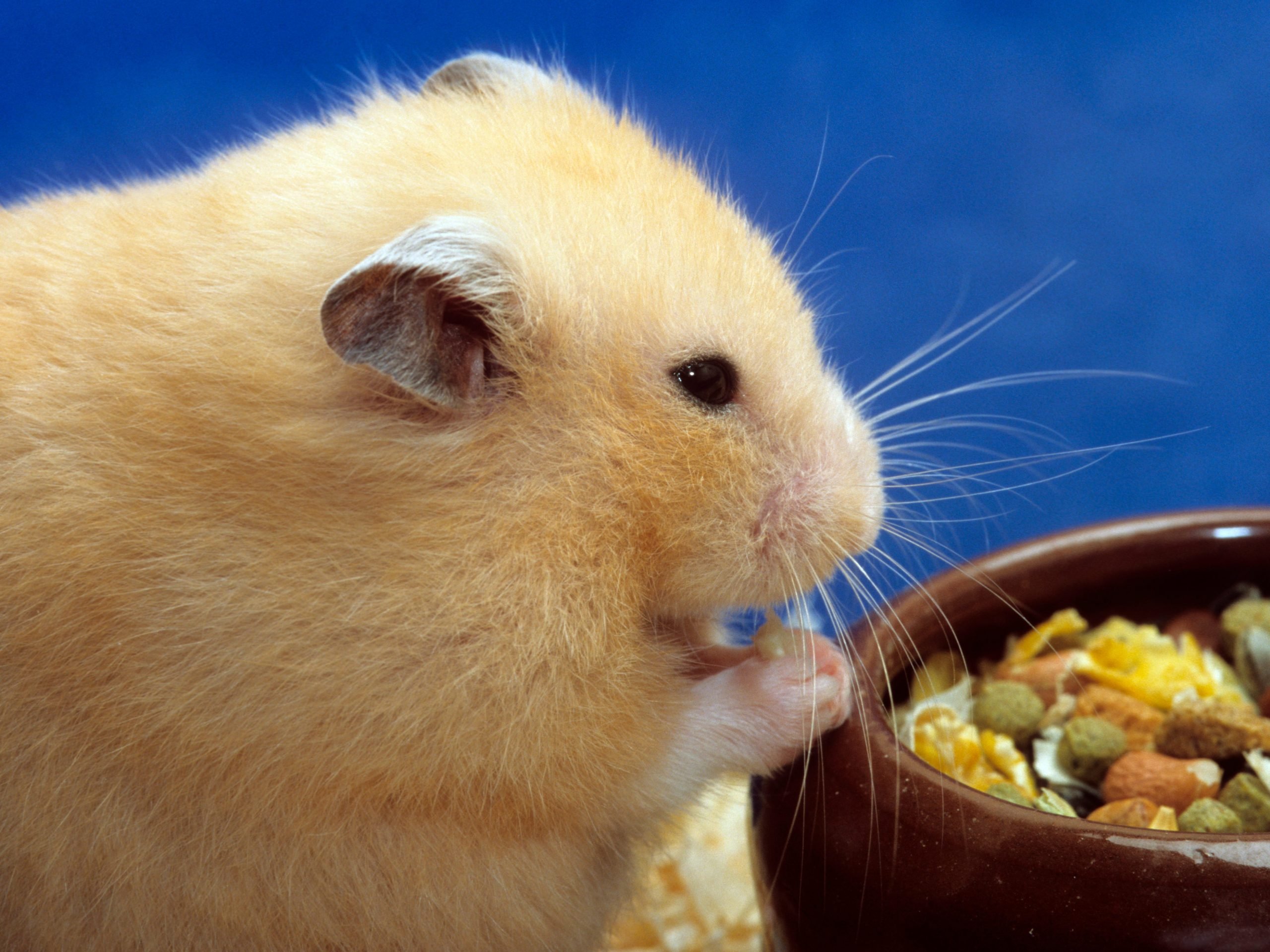 An image of a golden hamster snacking on a bowl of seeds and nuts.