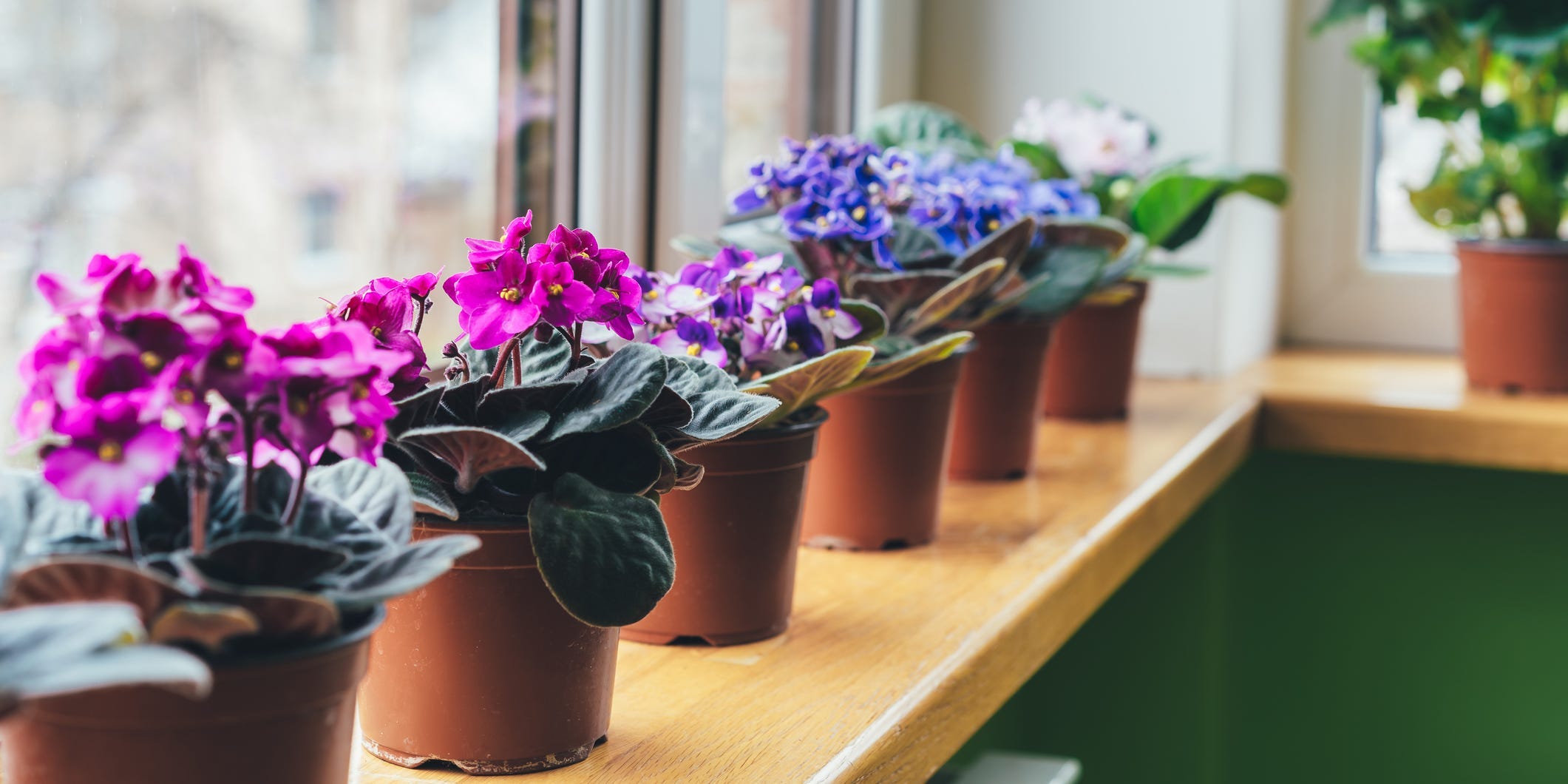 African violet plants on a windowsill