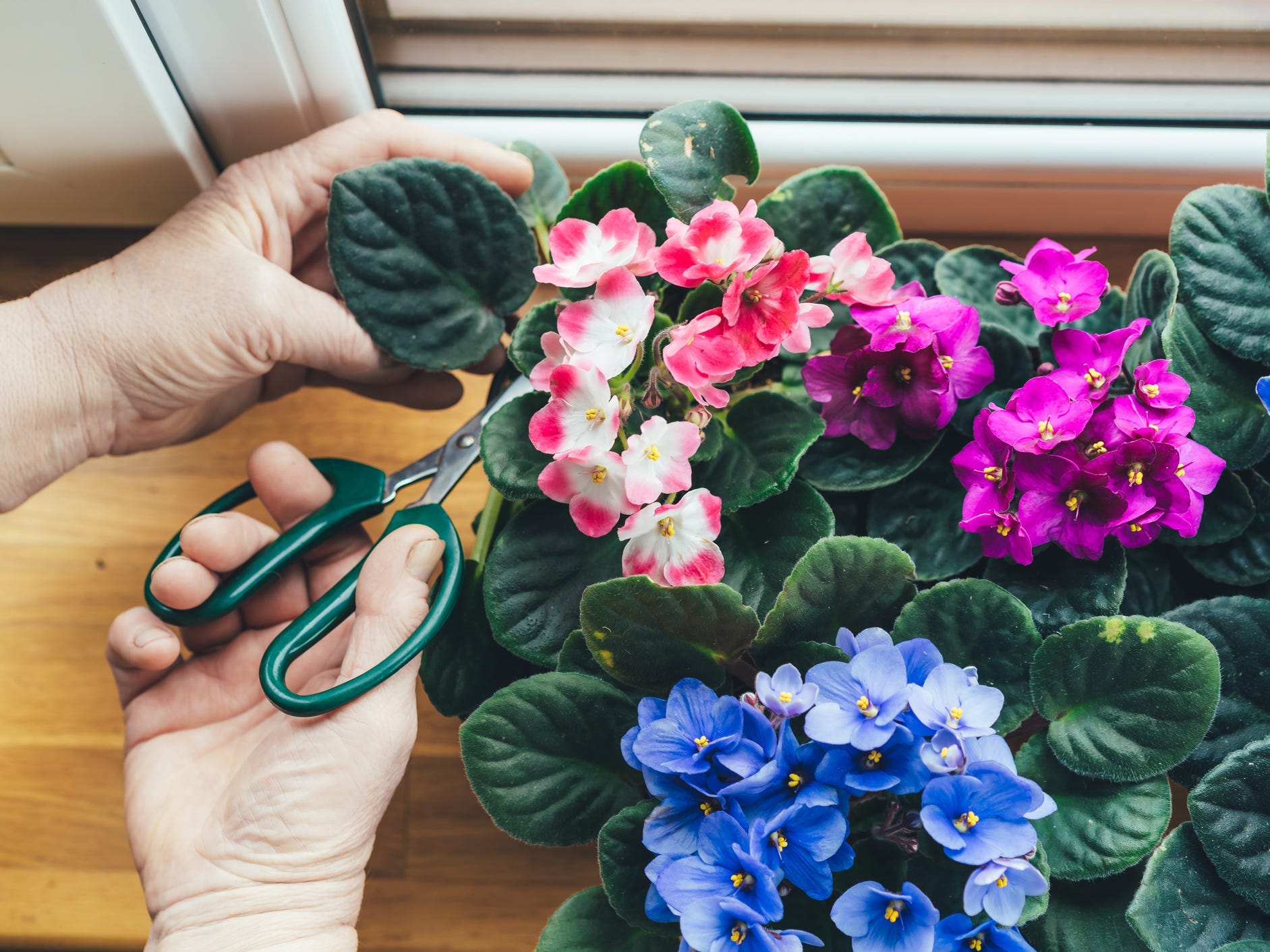 Pruning a leaf from an African violet plant