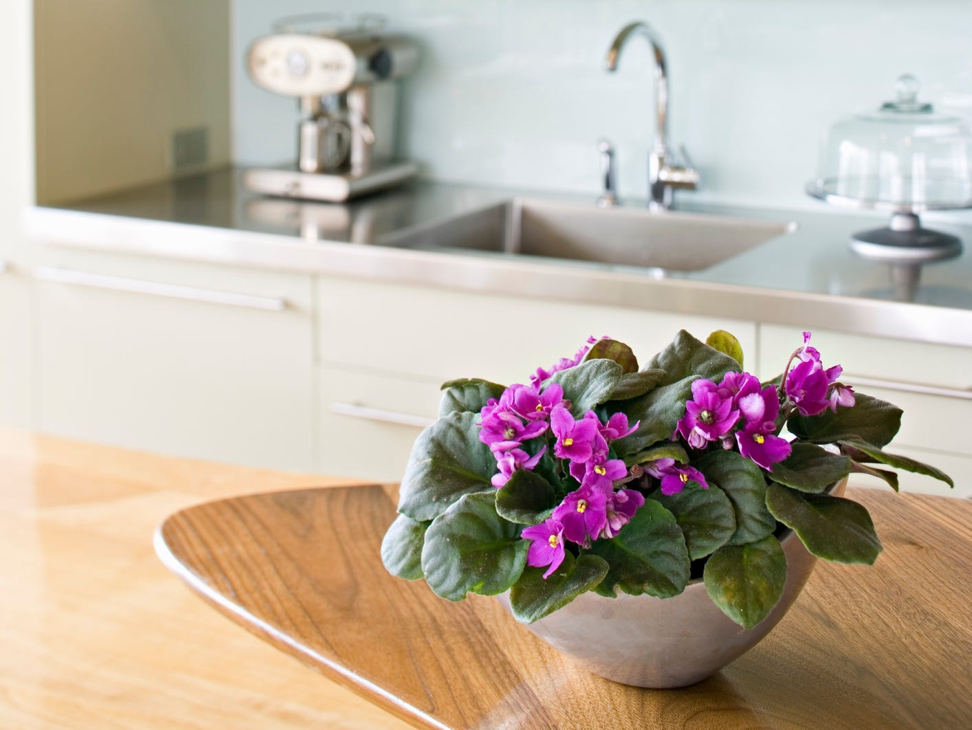 Potted African violet on a kitchen counter