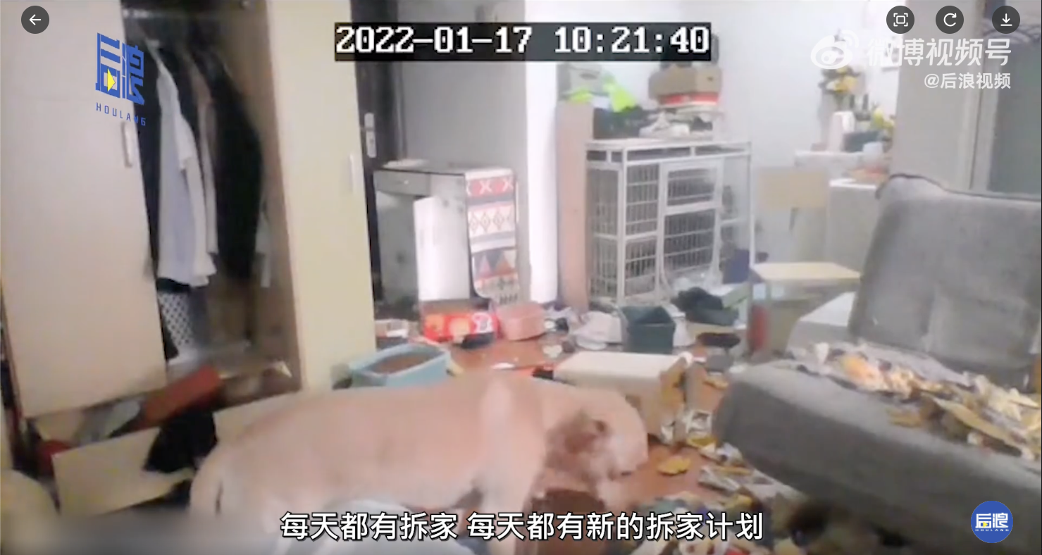 A screenshot of surveillance footage shows a dog trashing its Chinese owner's house