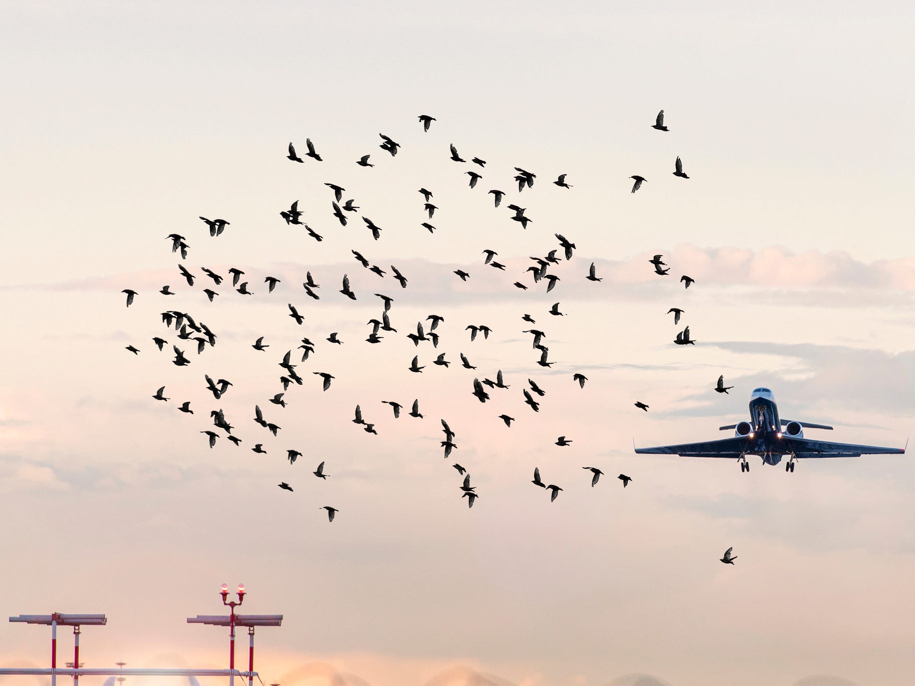 Flock of birds in front of airplane at airport.