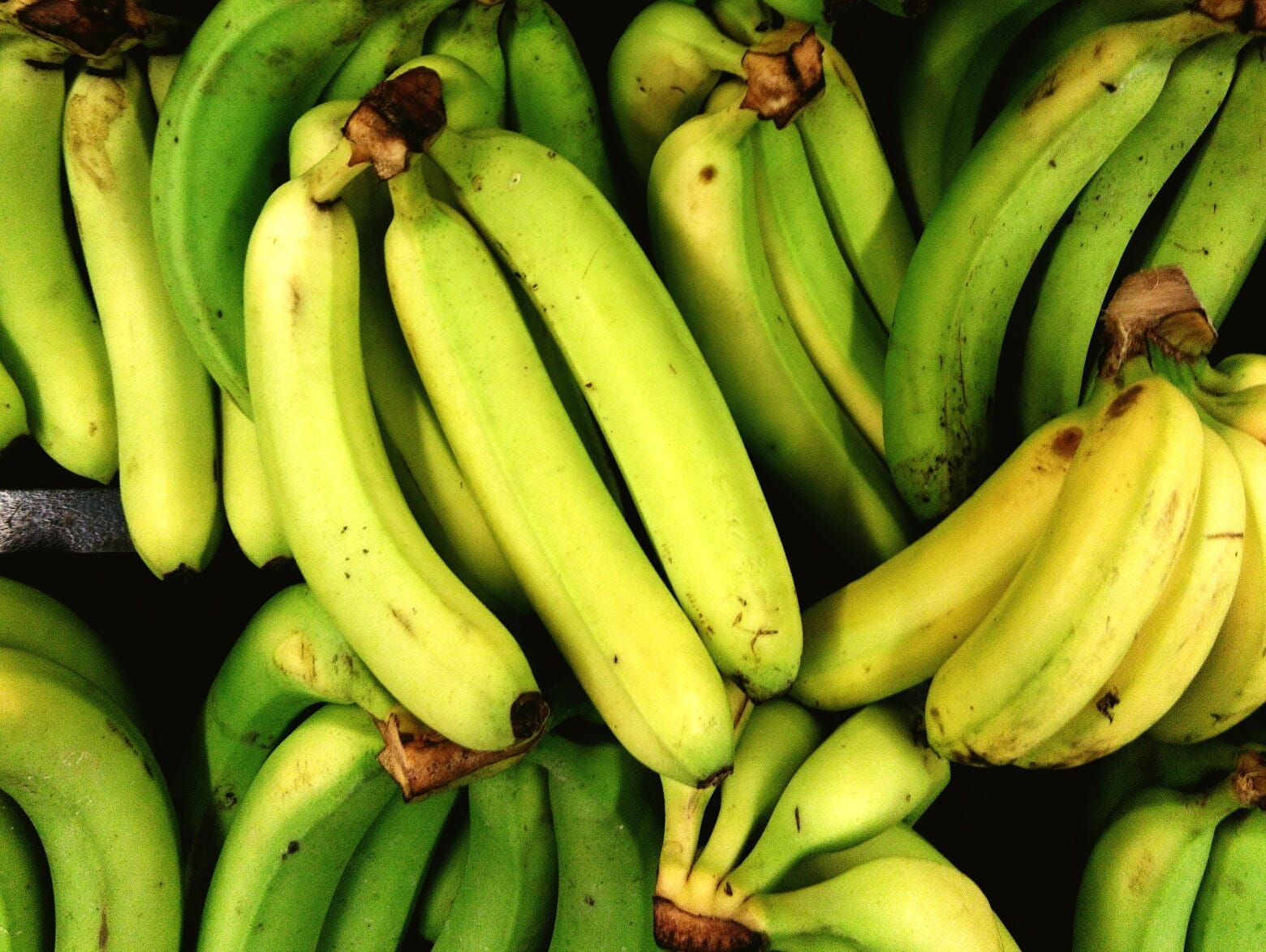 Overhead shot of bunches of green bananas