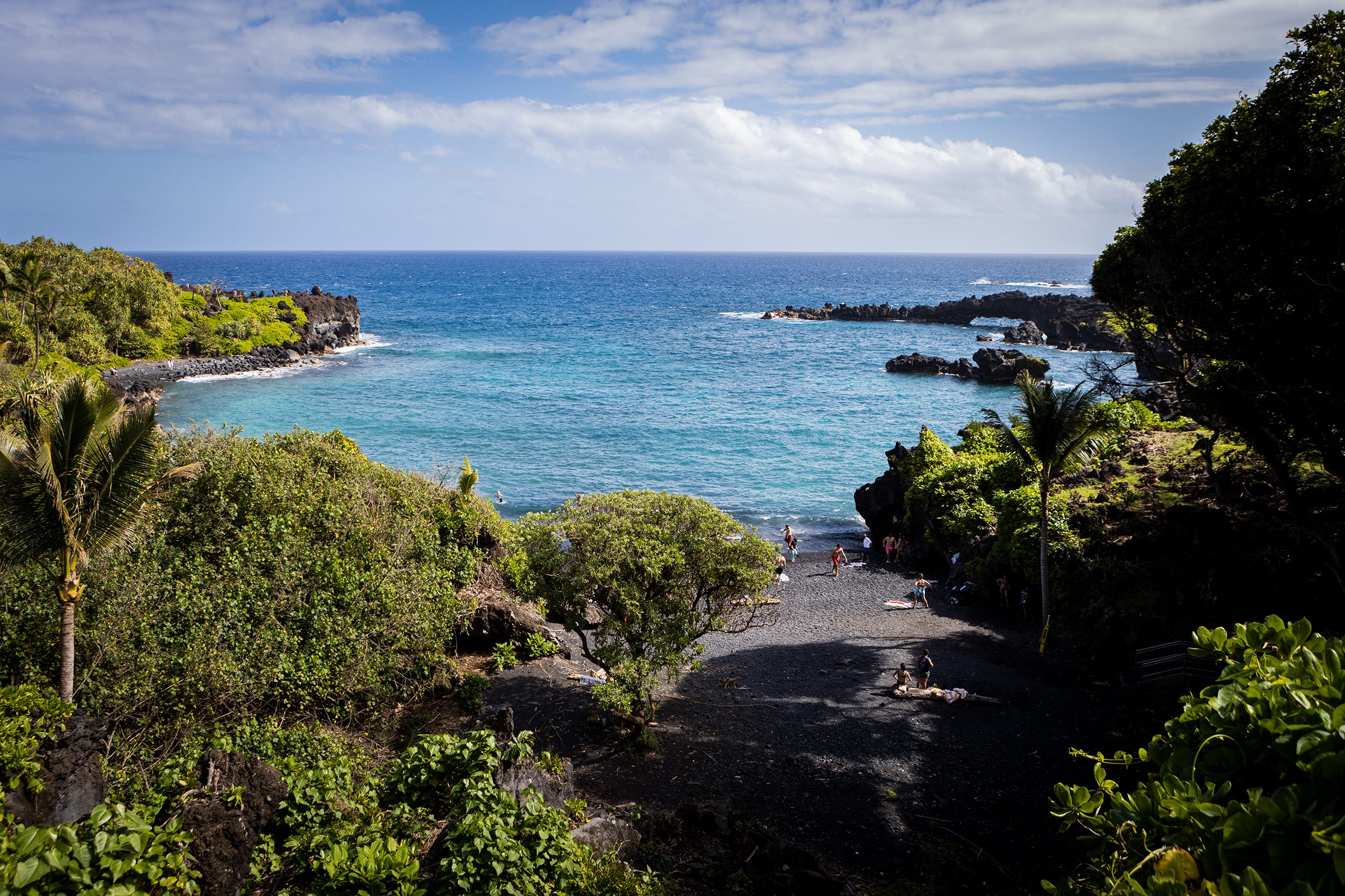 A forest of trees with the Hawaiian ocean in the background.