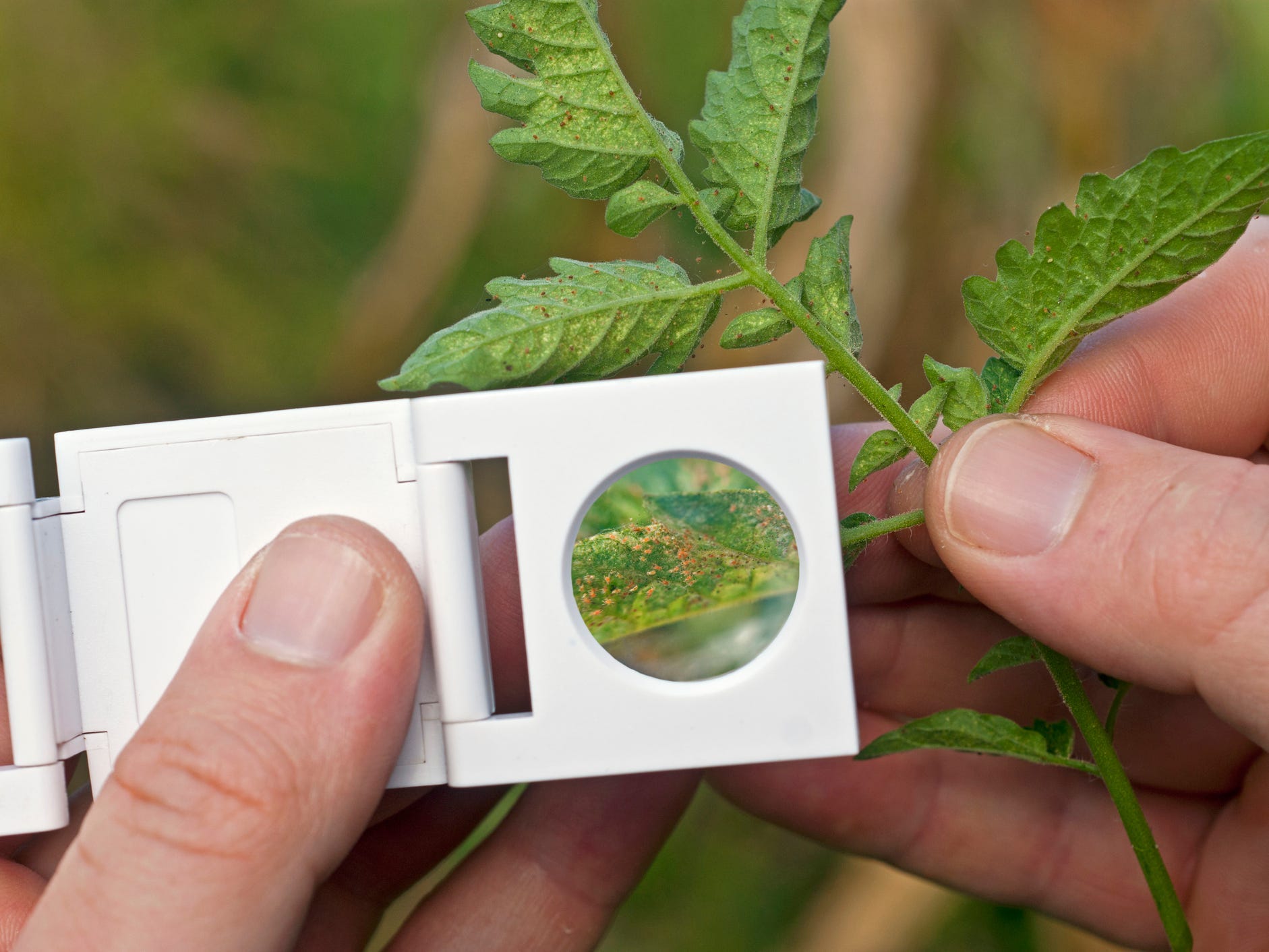 Person looking for spider mites on a tomato plant