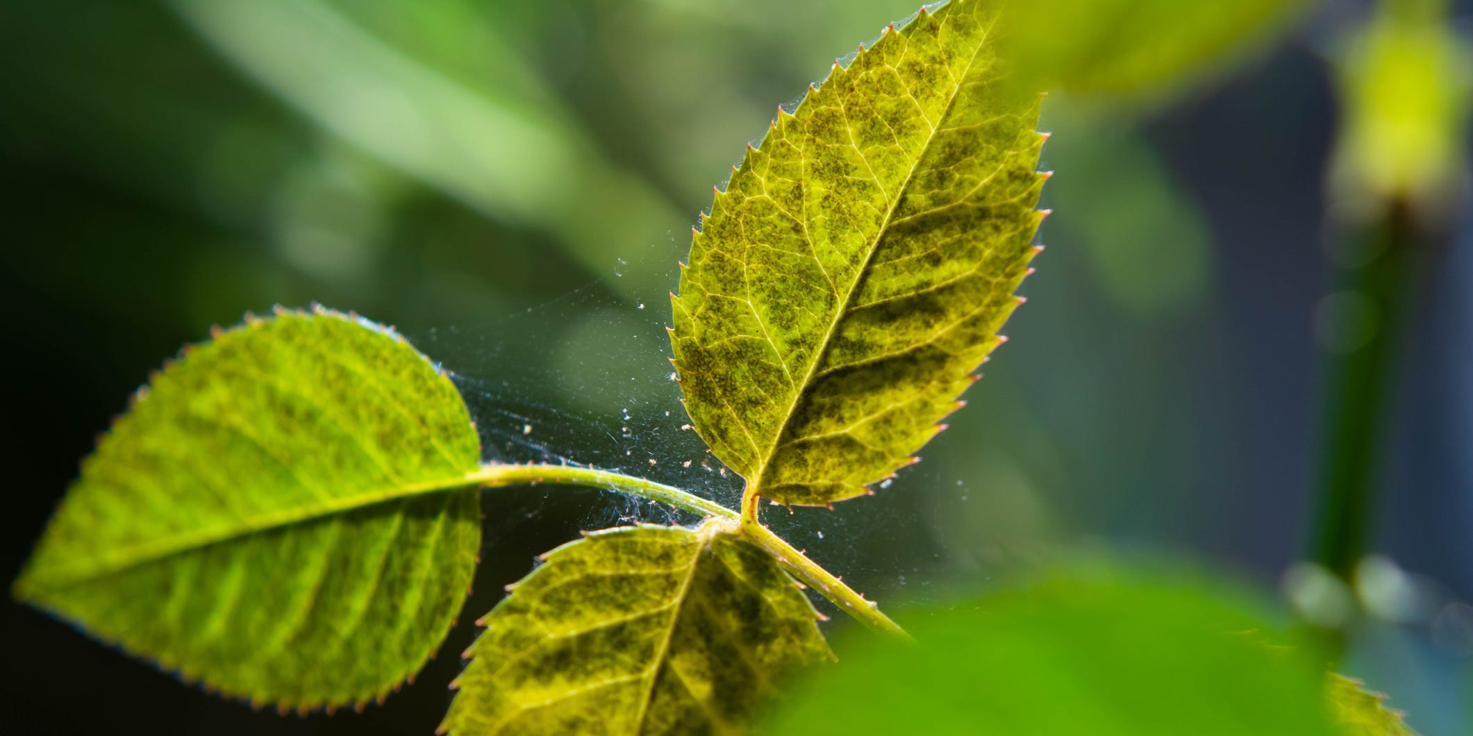 Plant infected with spider mites