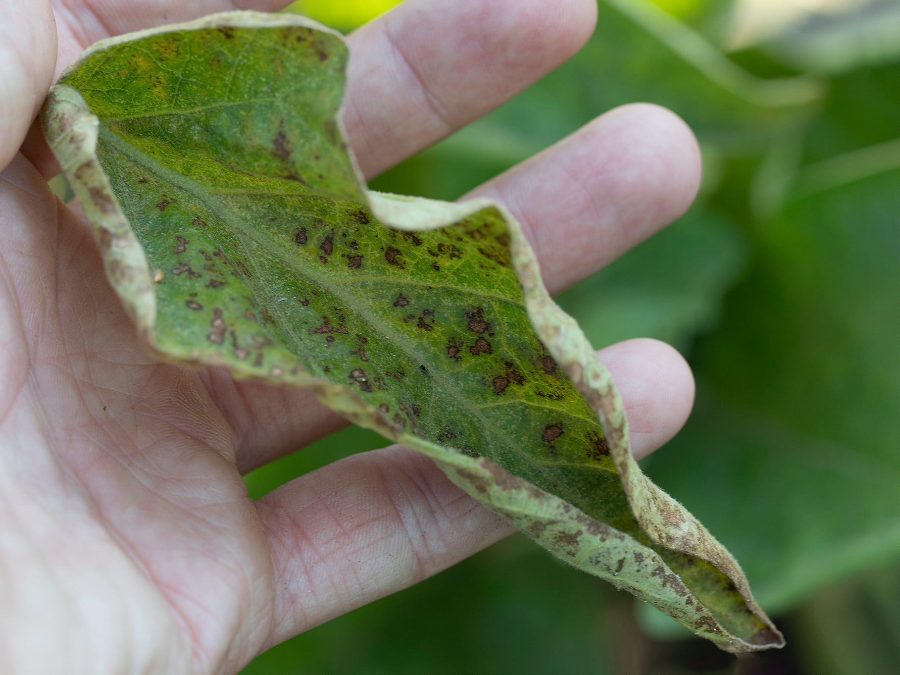 Leaf with spider mite damage