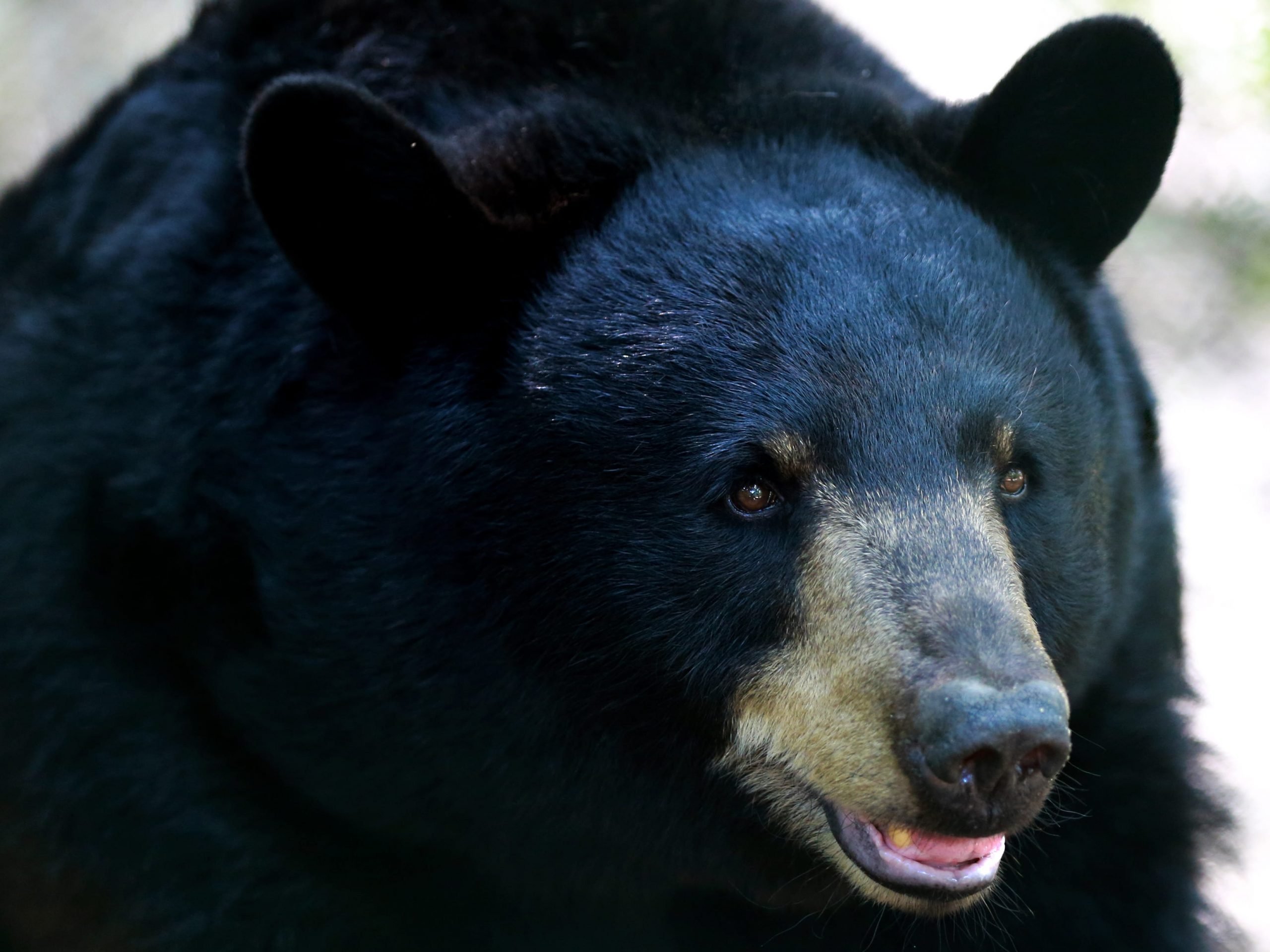 An American black bear.