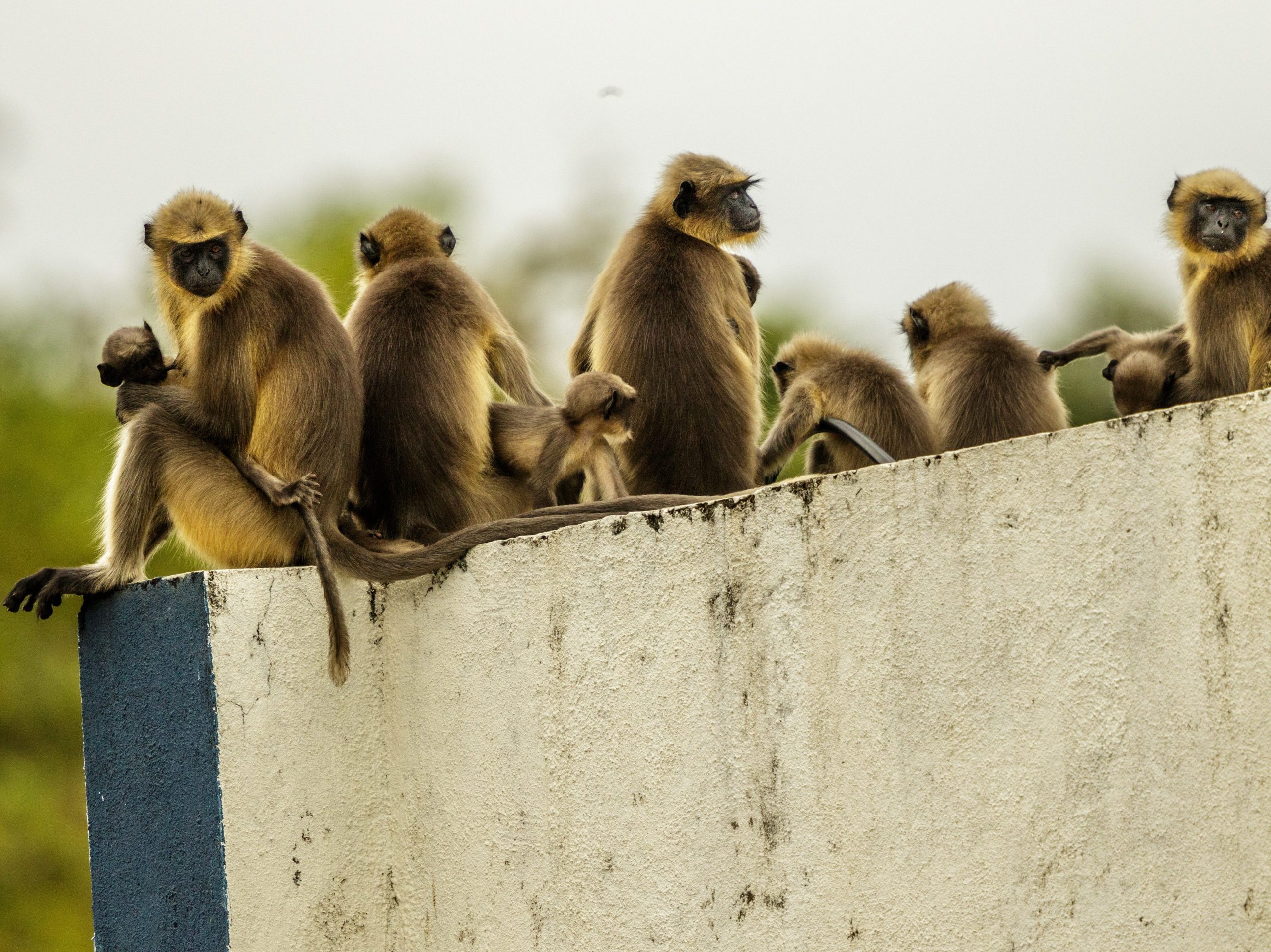 Stock photo of monkeys
