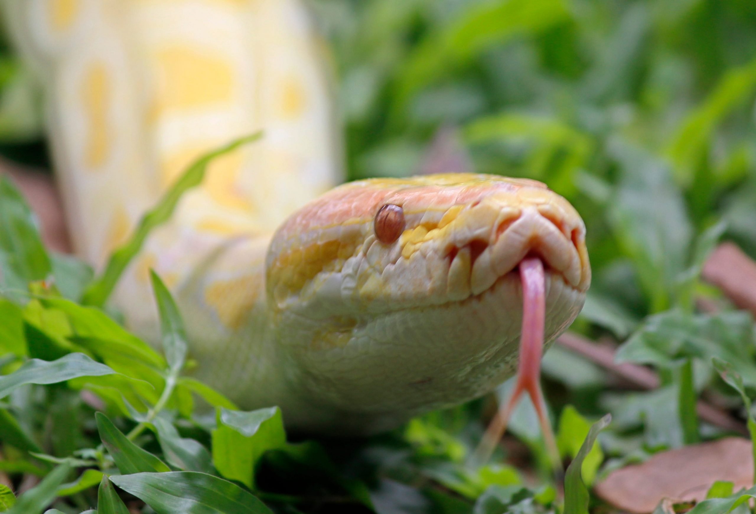 Albino Burmese pythons (Python molurus bivittatus) are one of the five largest snakes in the world, native to a large variation of tropic and subtropic areas of South and Southeast Asia.