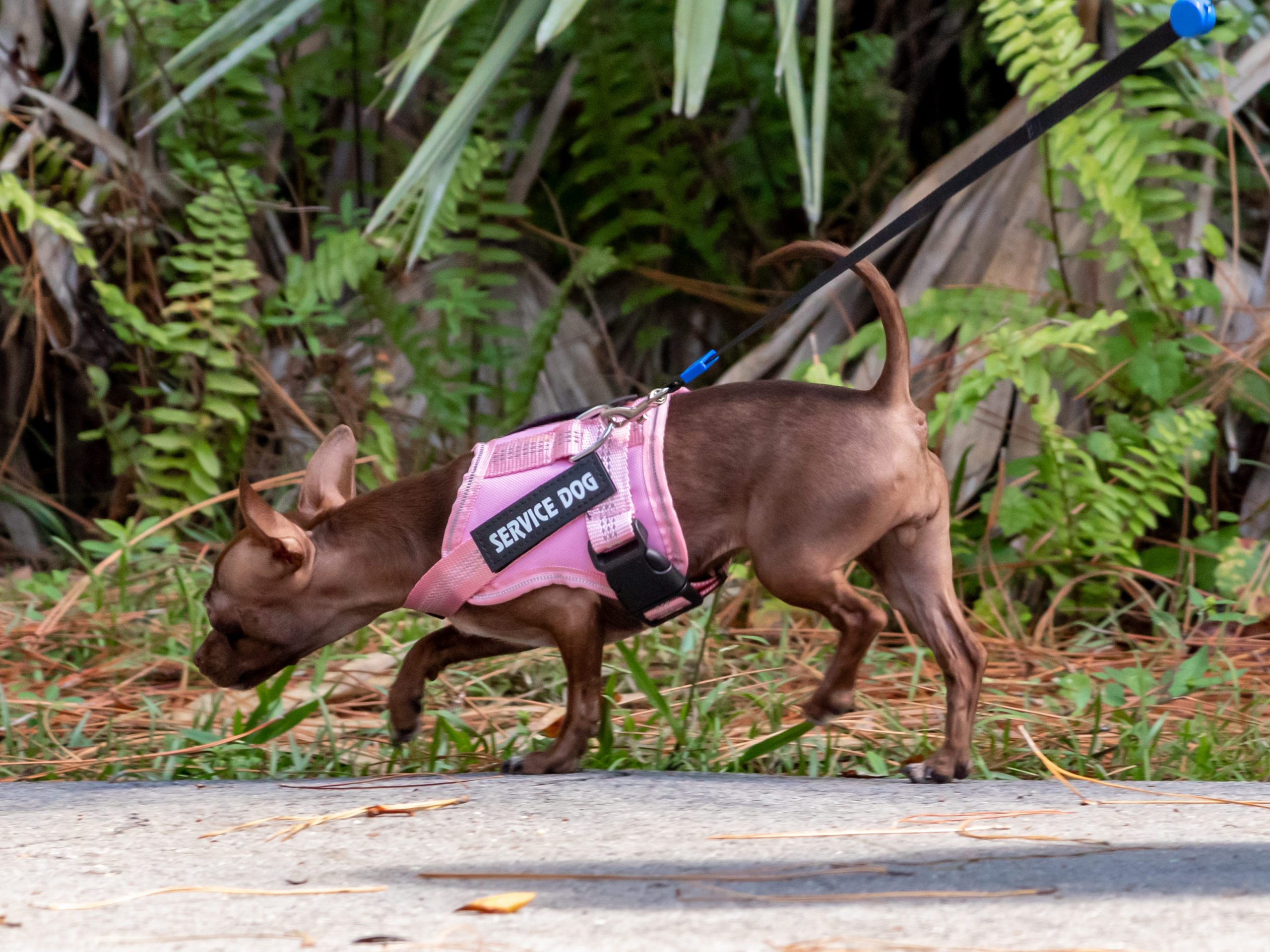 Dog on a collar with pink harness