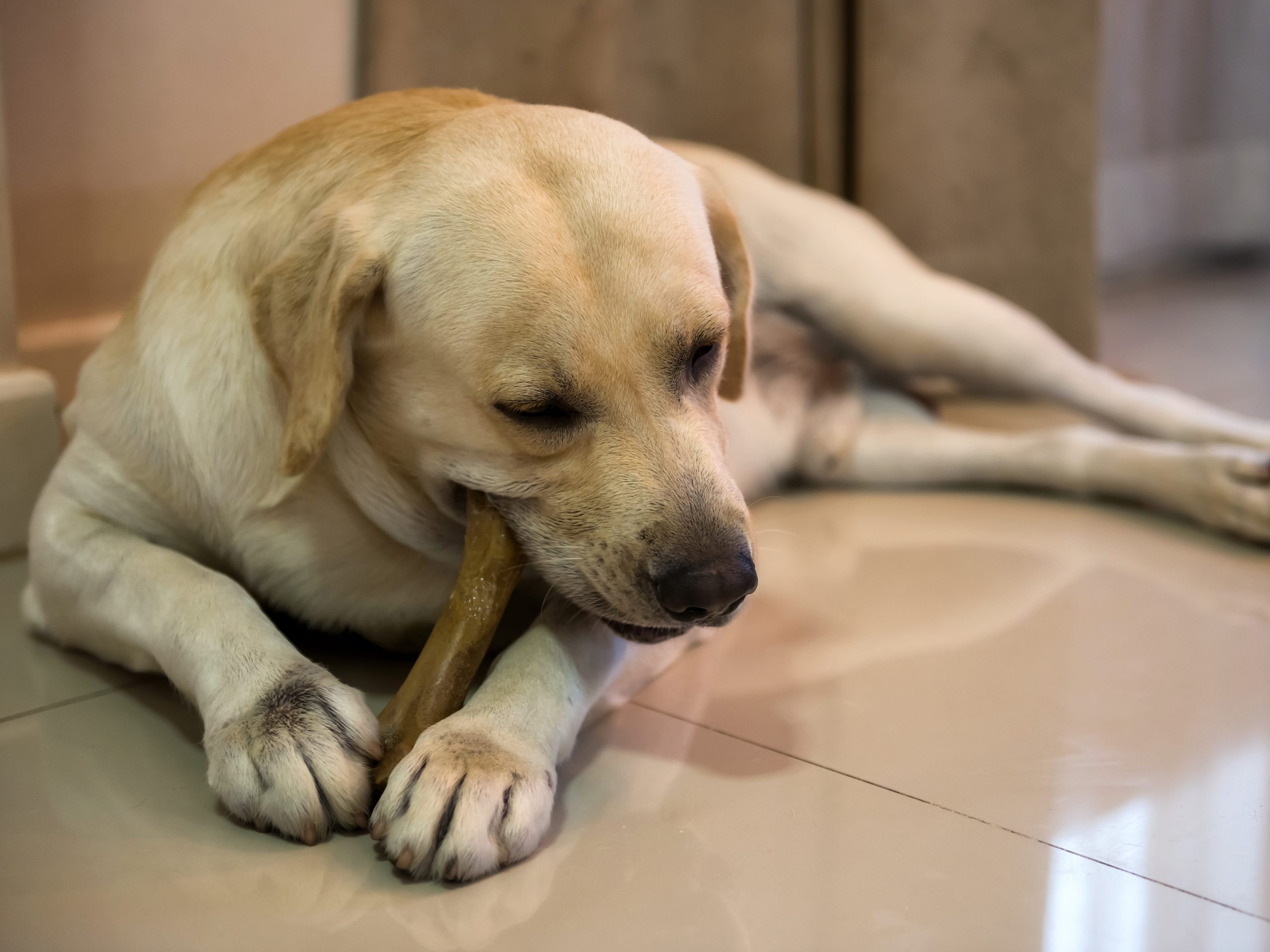 Yellow lab dog chews on a bone