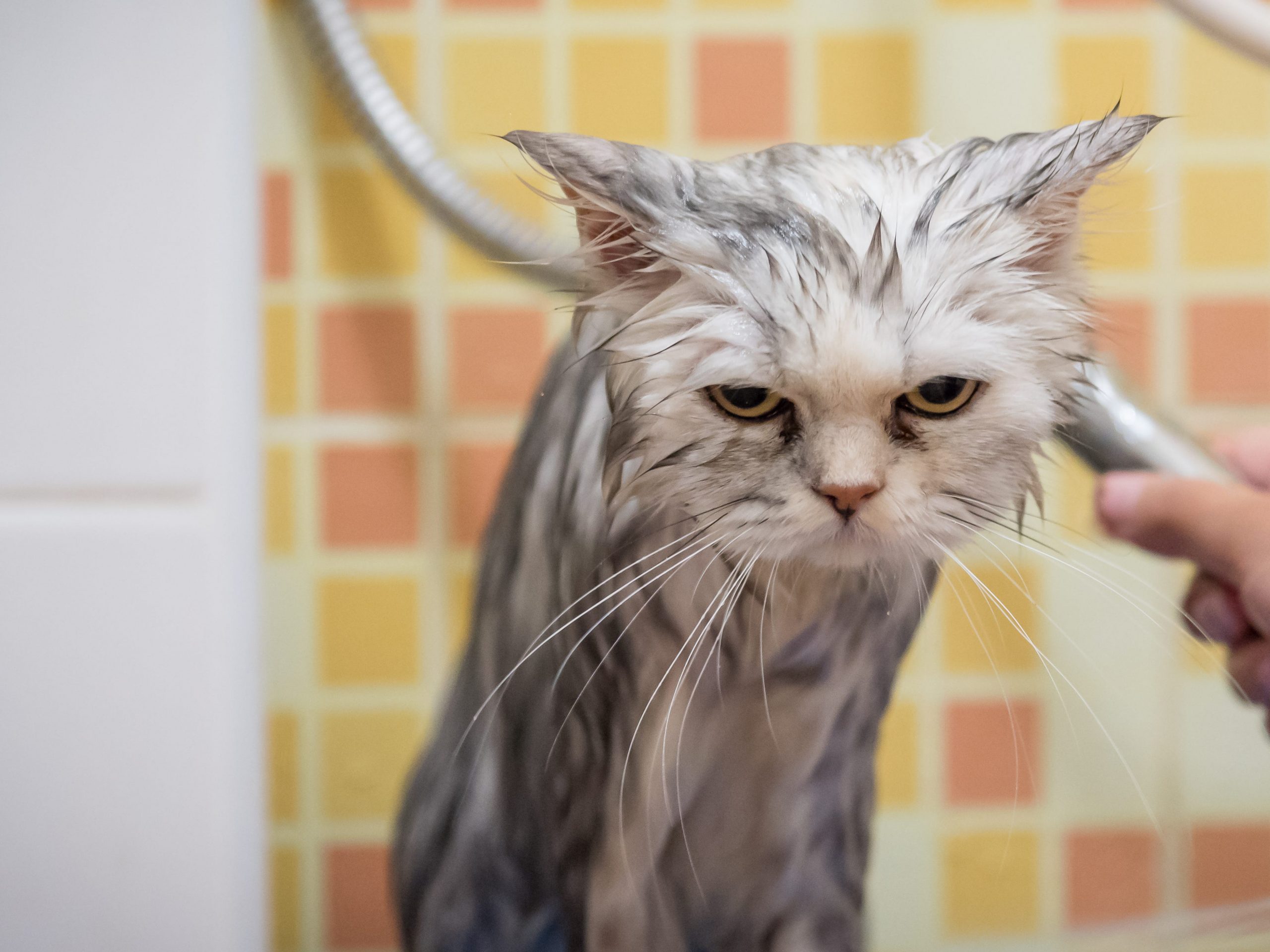 Gray cat with wet fur getting a bath