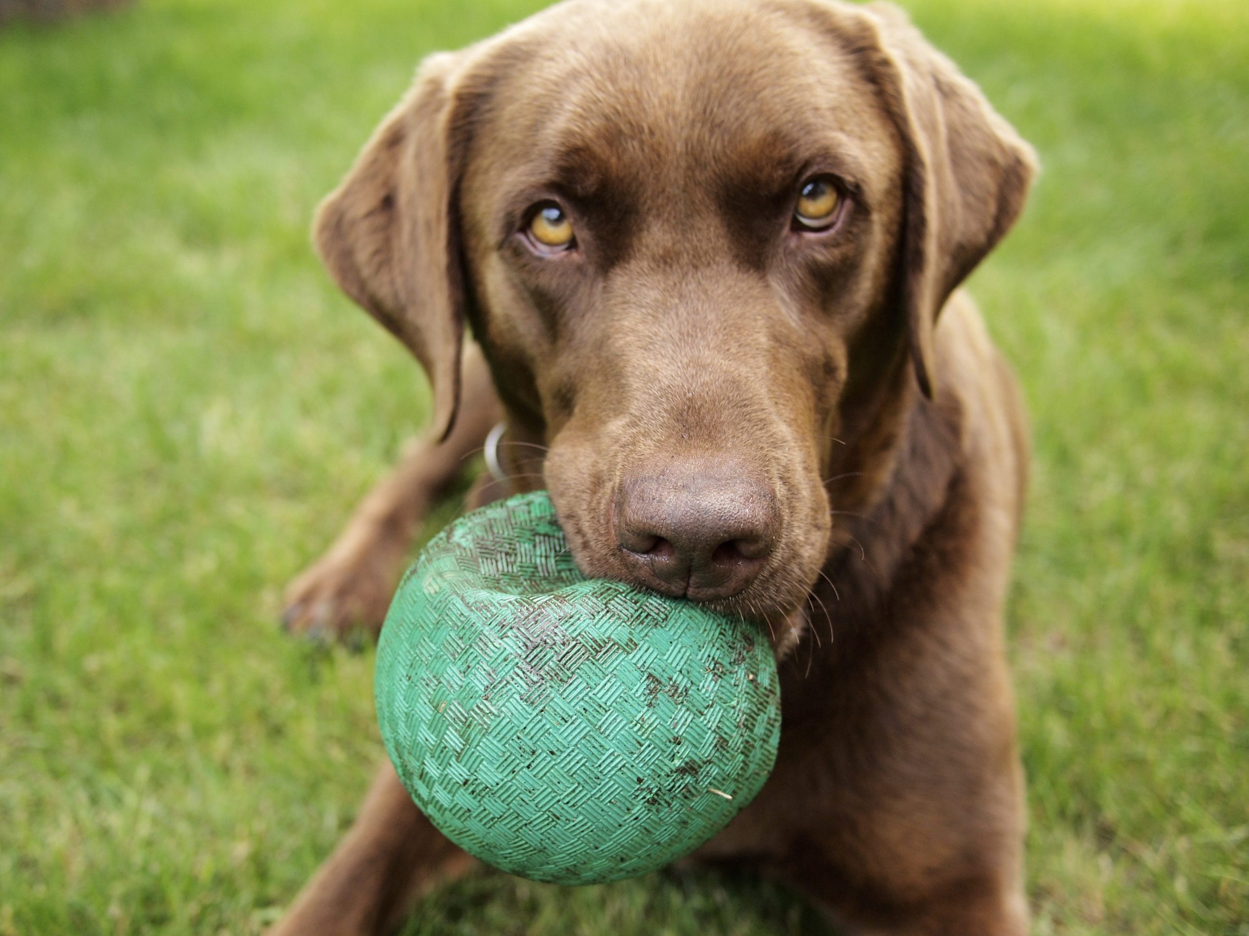 Chocolate lab dog on grass holding ball